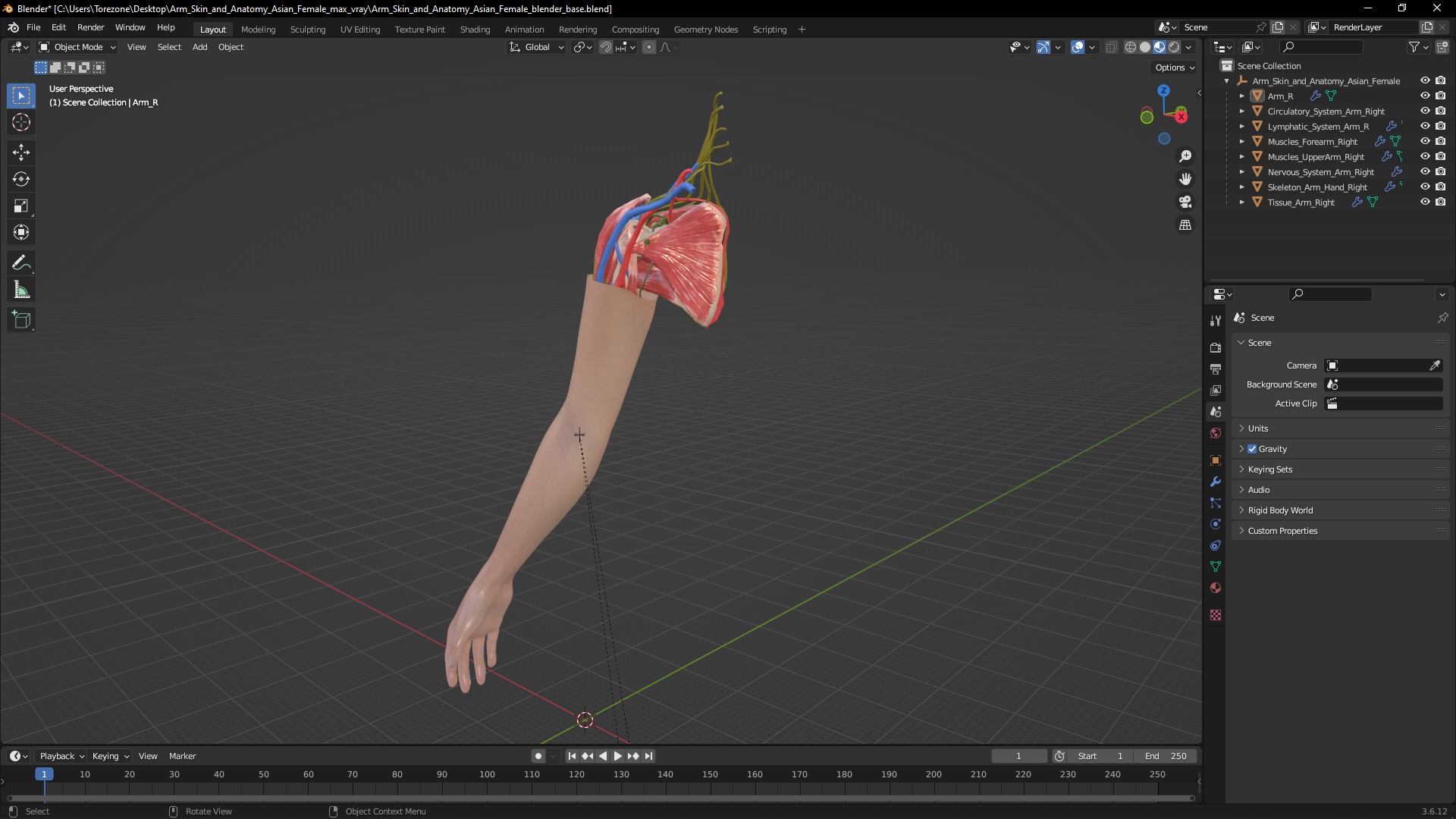 3D Arm Skin and Anatomy Asian Female model