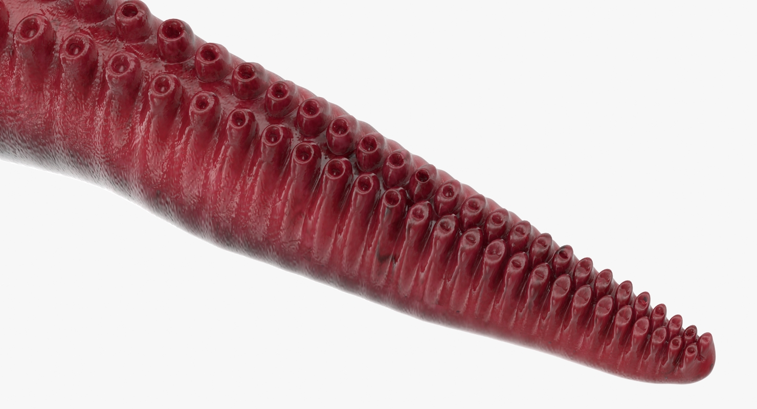 3D model Tentacle