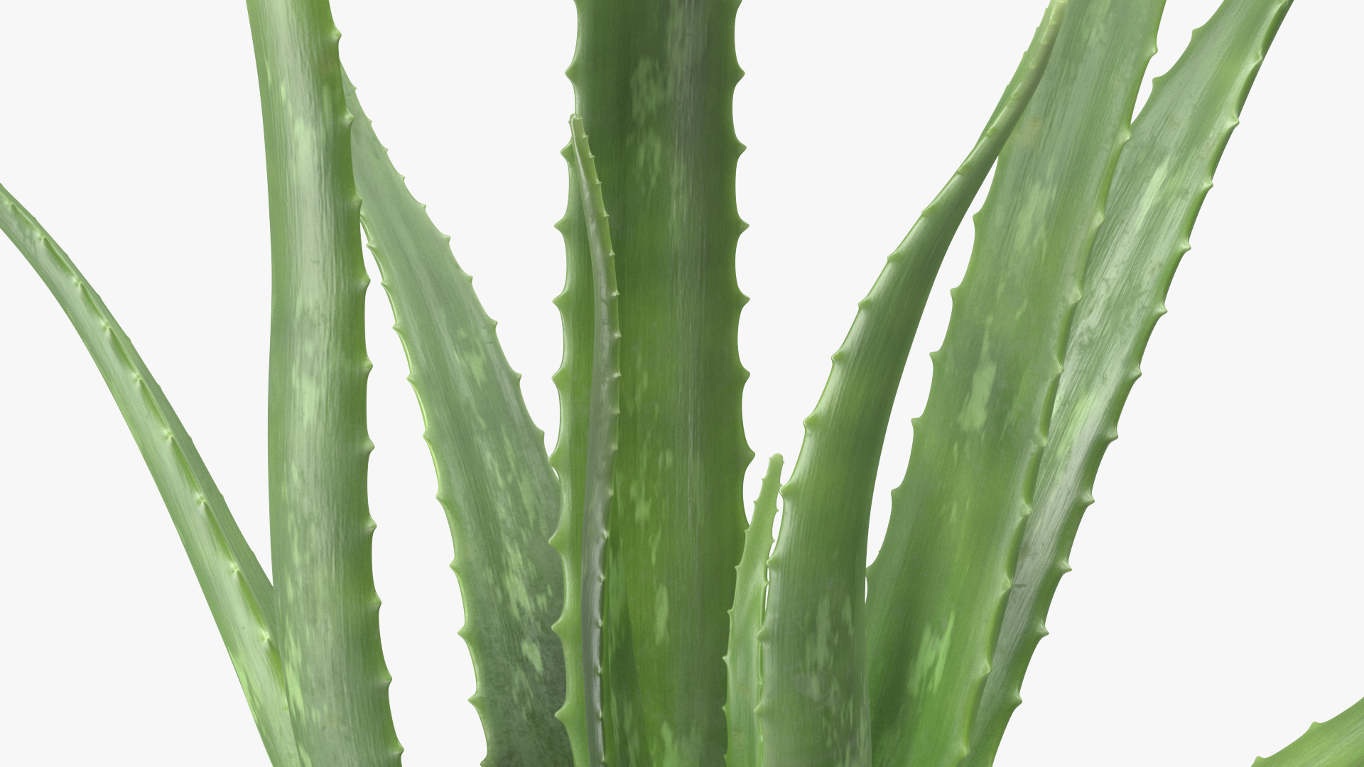 Aloe Bush 3D model