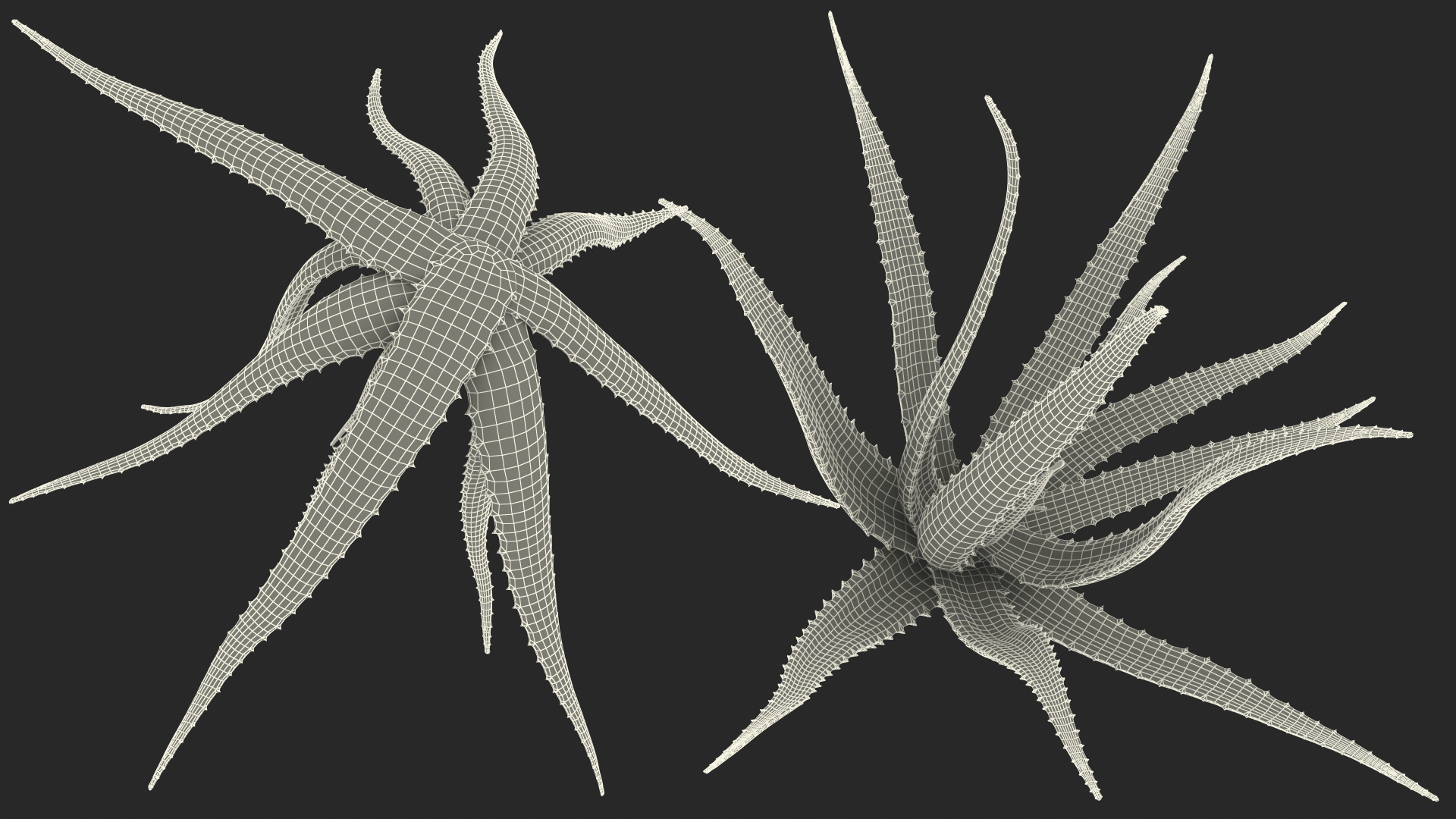 Aloe Bush 3D model