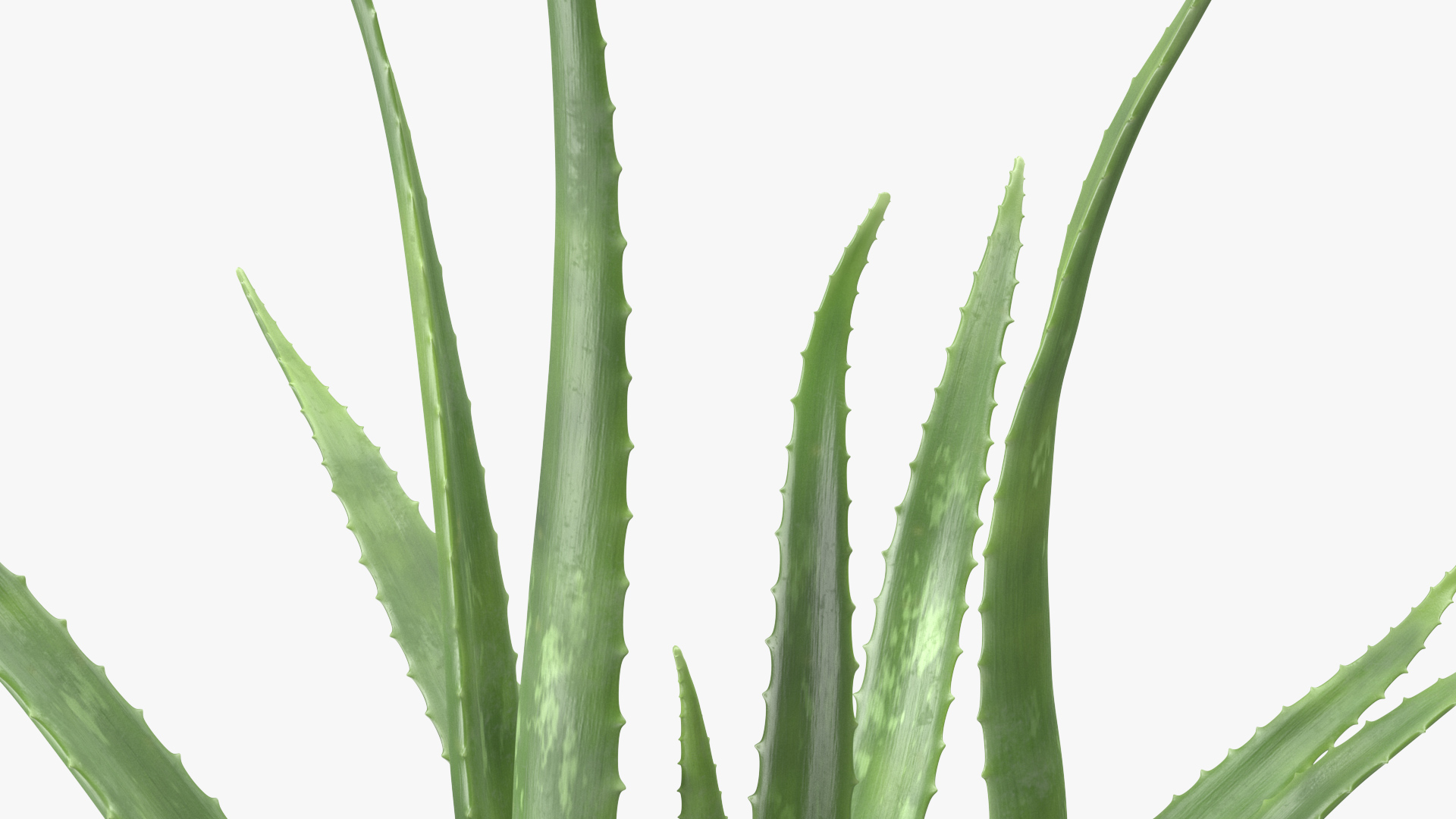 Aloe Bush 3D model