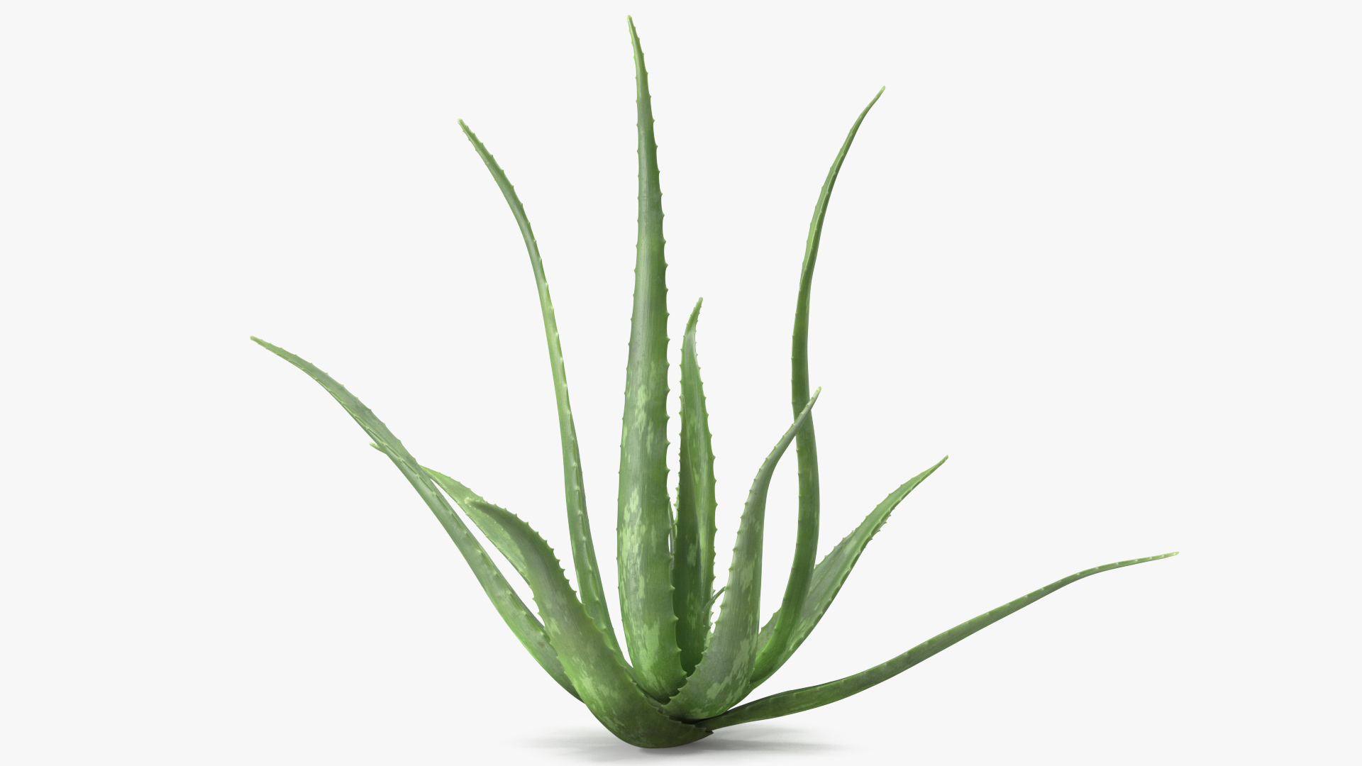 Aloe Bush 3D model