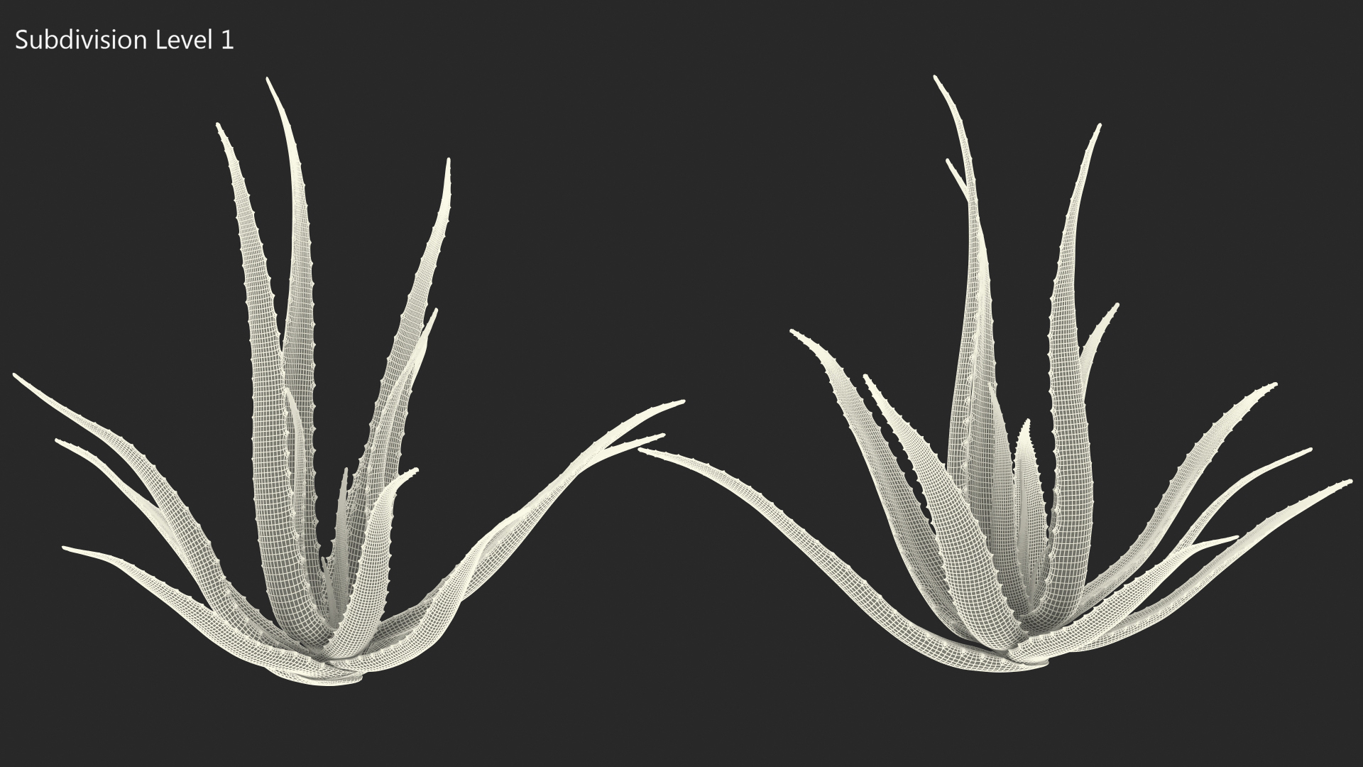 Aloe Bush 3D model