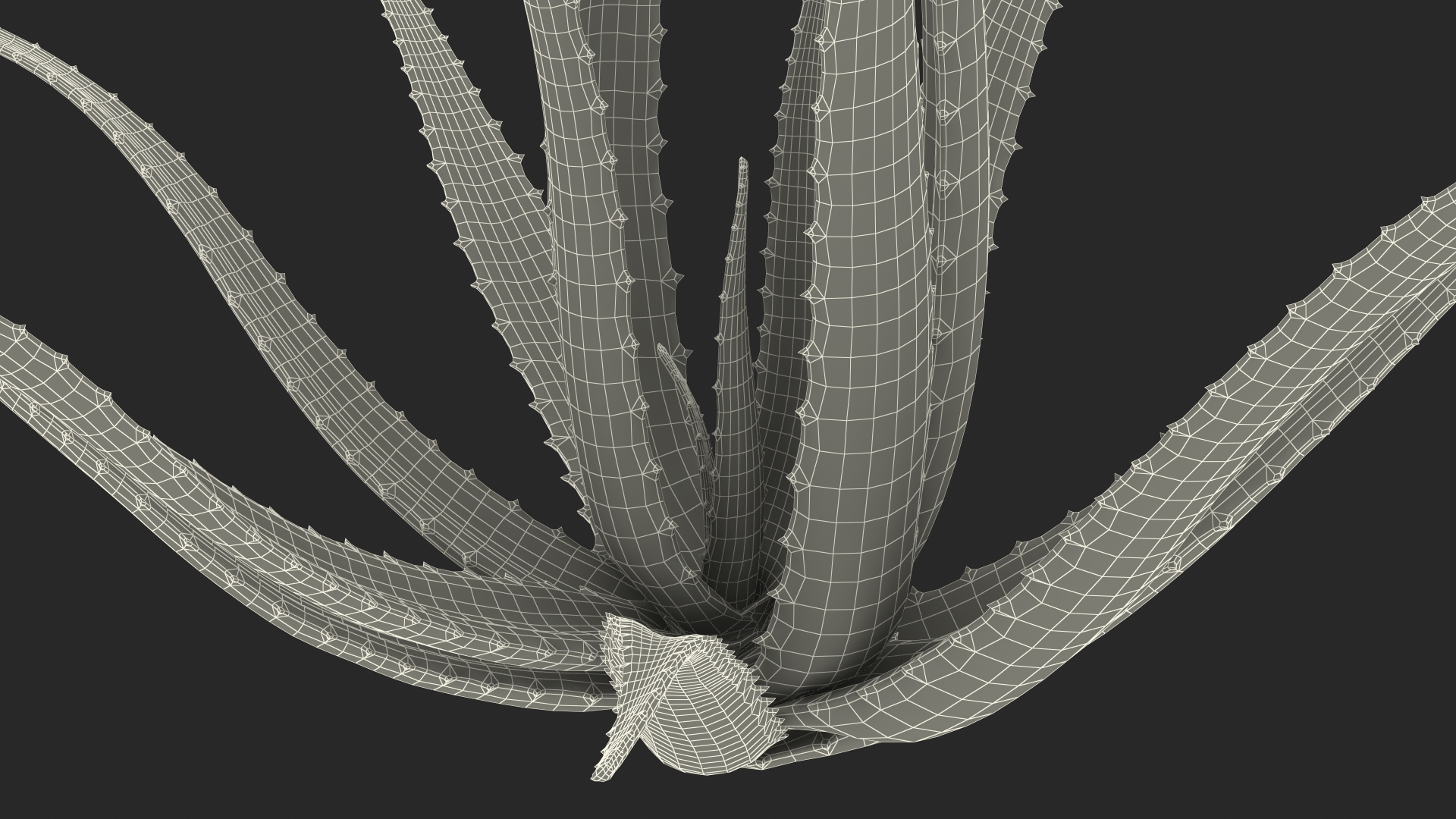 Aloe Bush 3D model