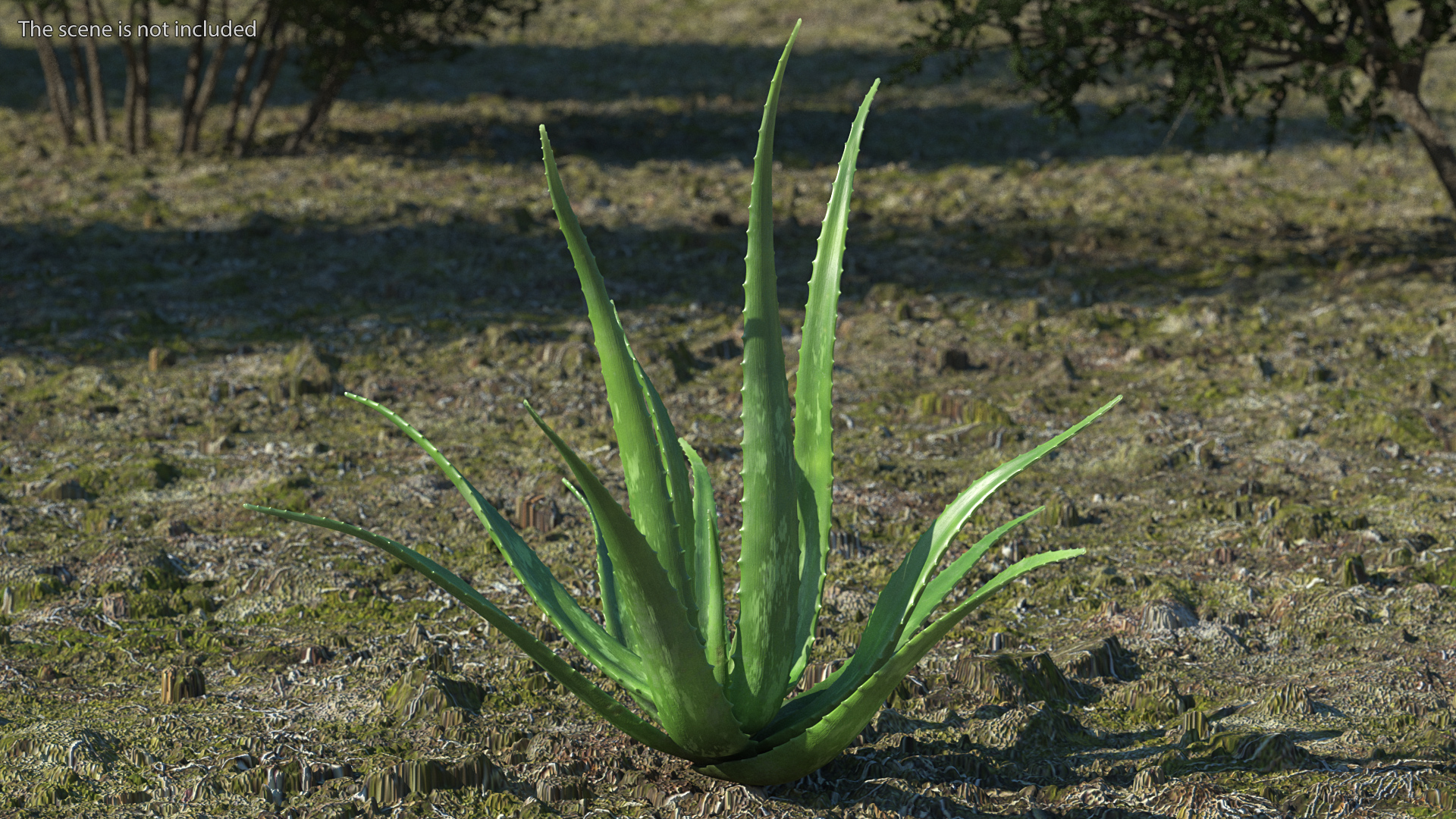 Aloe Bush 3D model