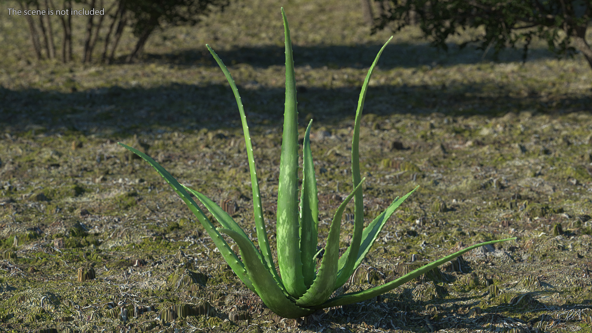 Aloe Bush 3D model