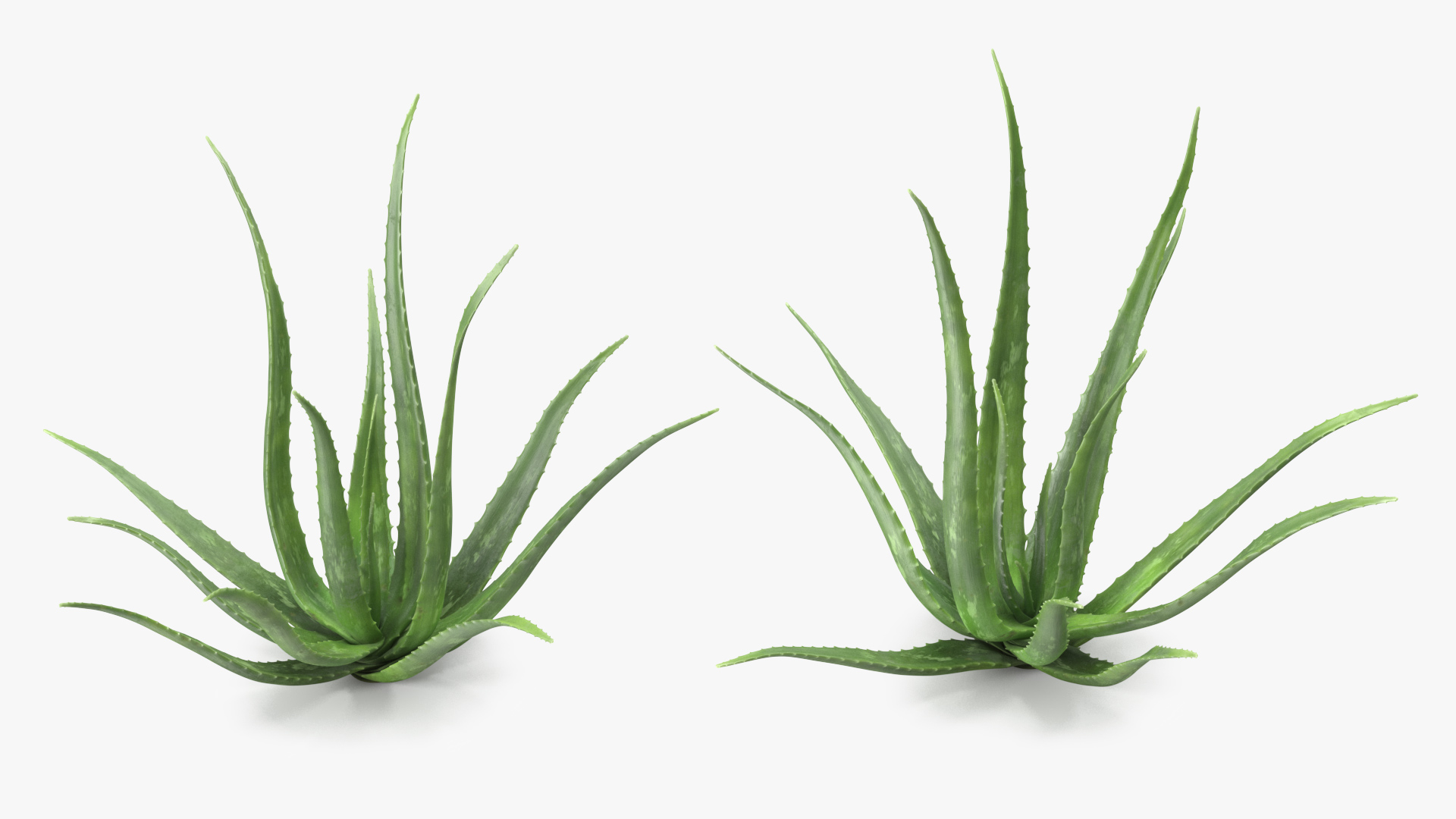 Aloe Bush 3D model