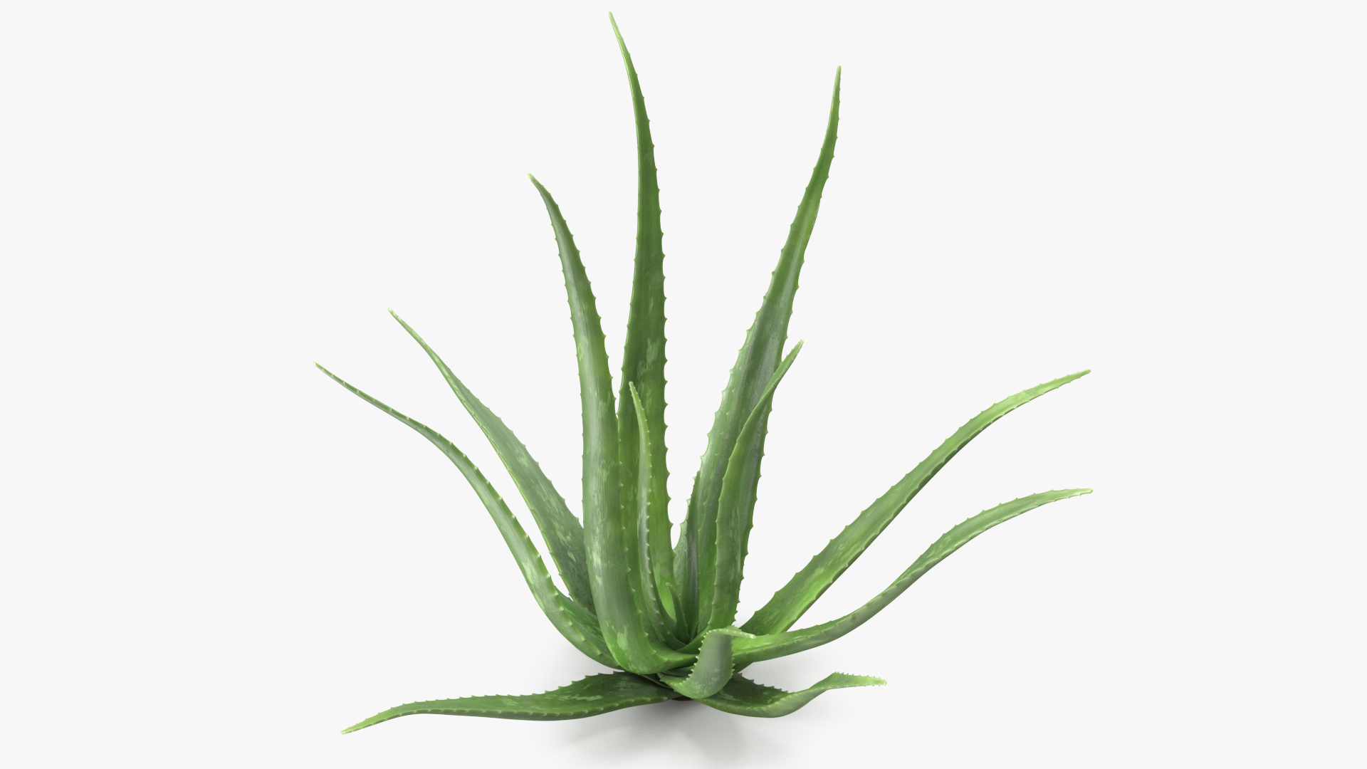 Aloe Bush 3D model