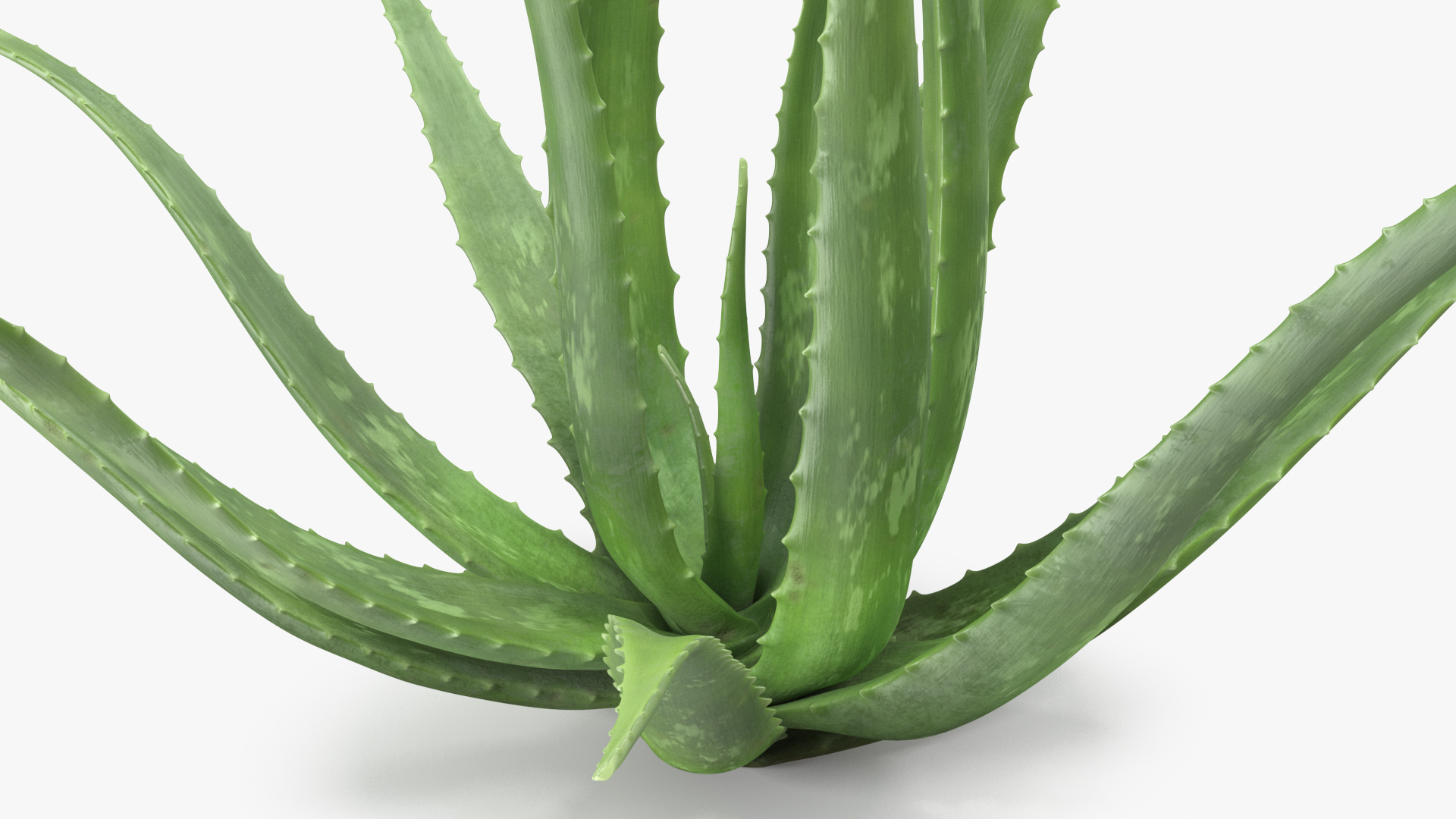 Aloe Bush 3D model