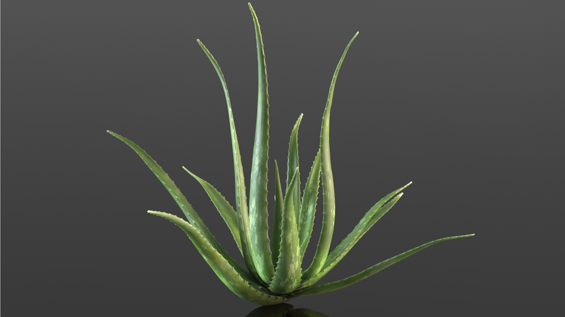 Aloe Bush 3D model