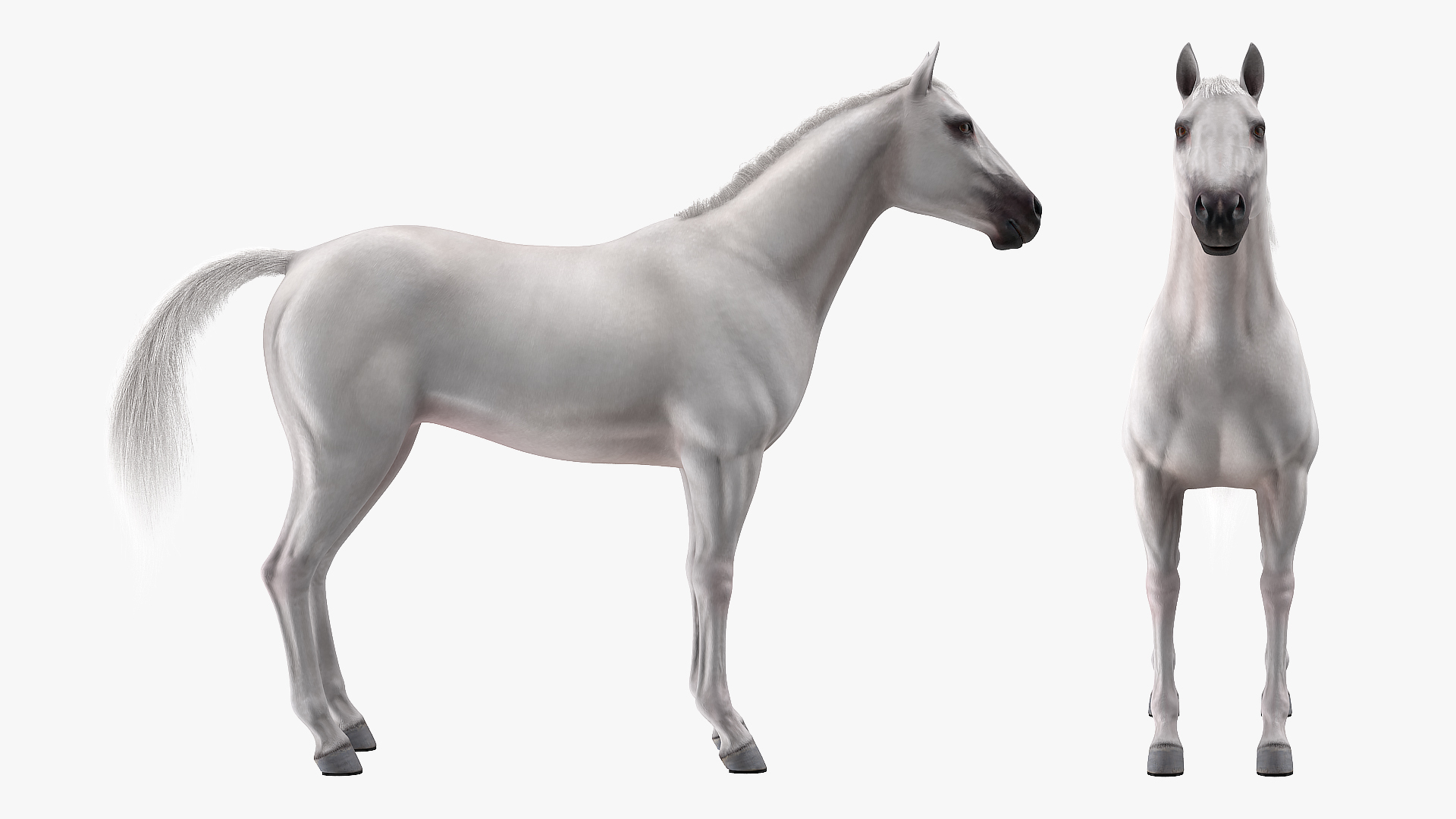 3D model White Horse Fur