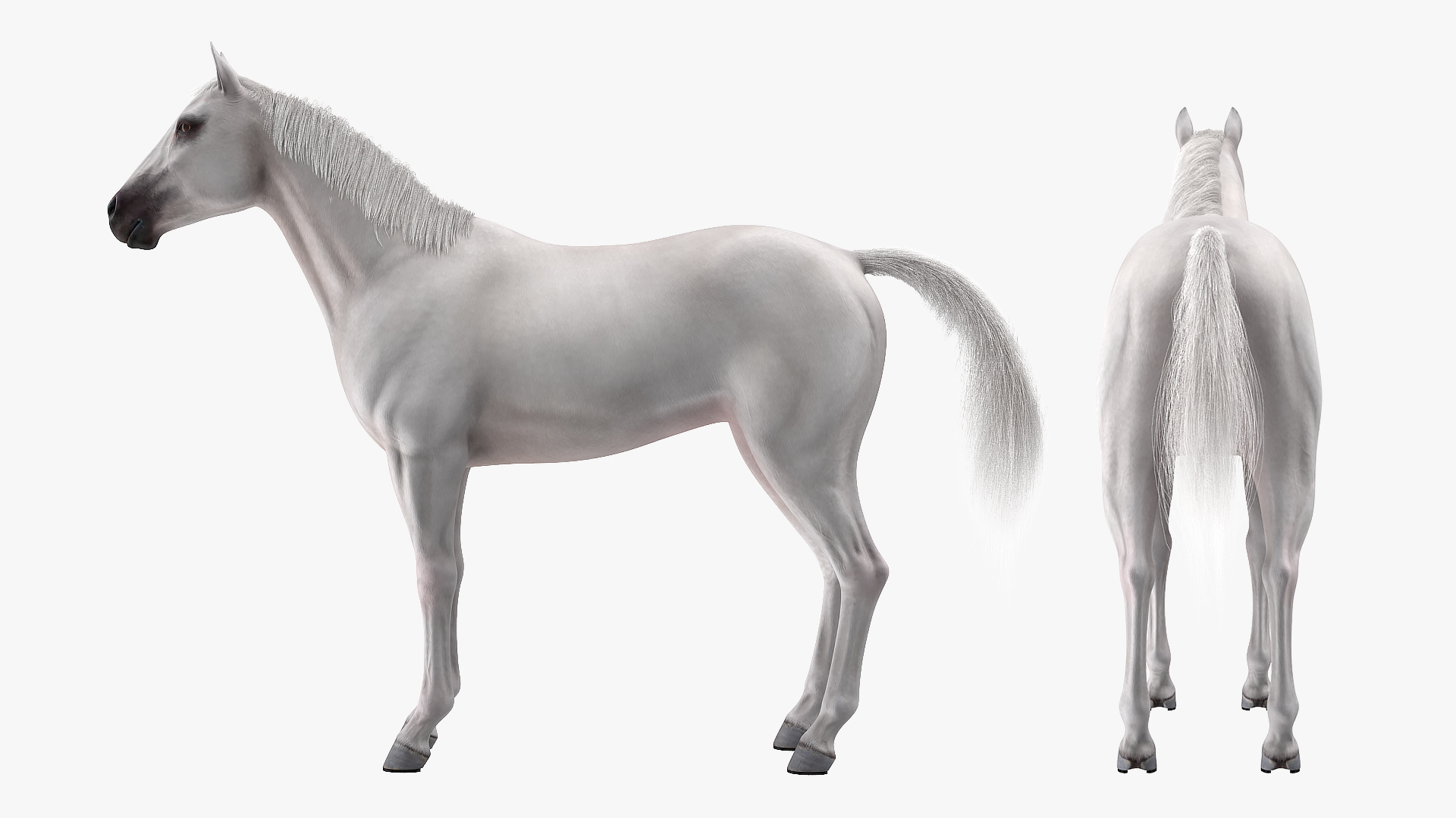 3D model White Horse Fur