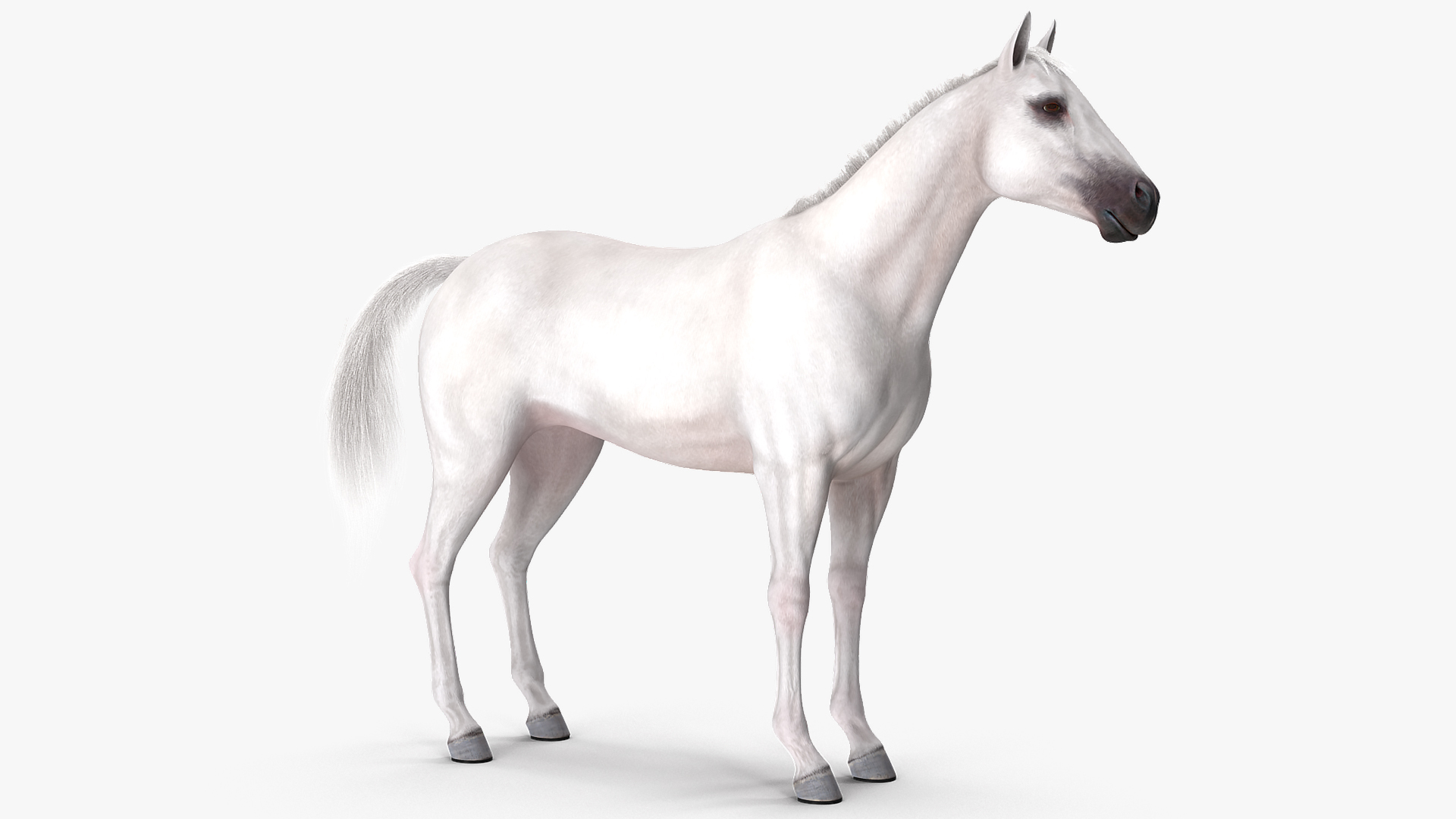 3D model White Horse Fur