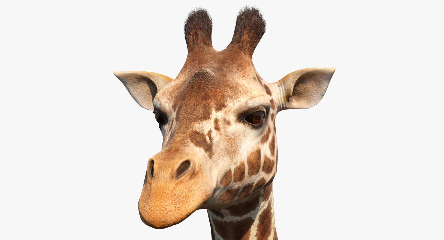 African Giraffe Fur 3D model