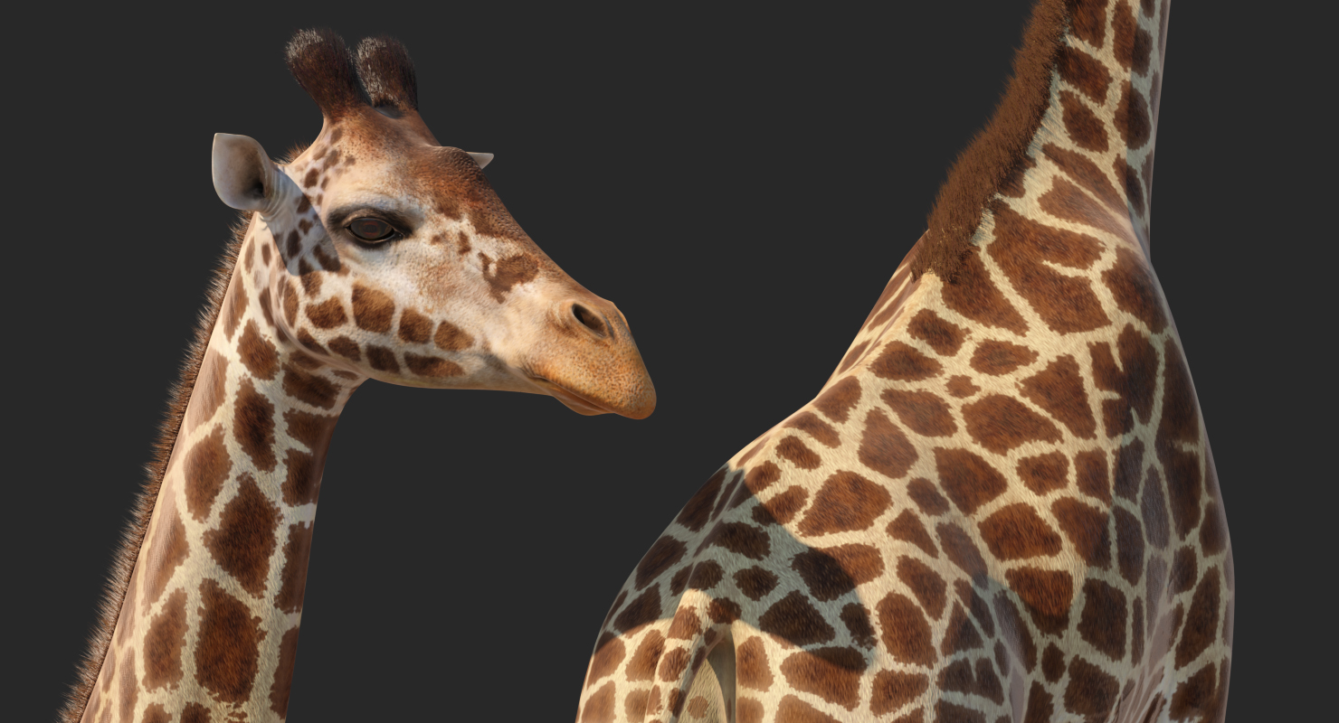 African Giraffe Fur 3D model