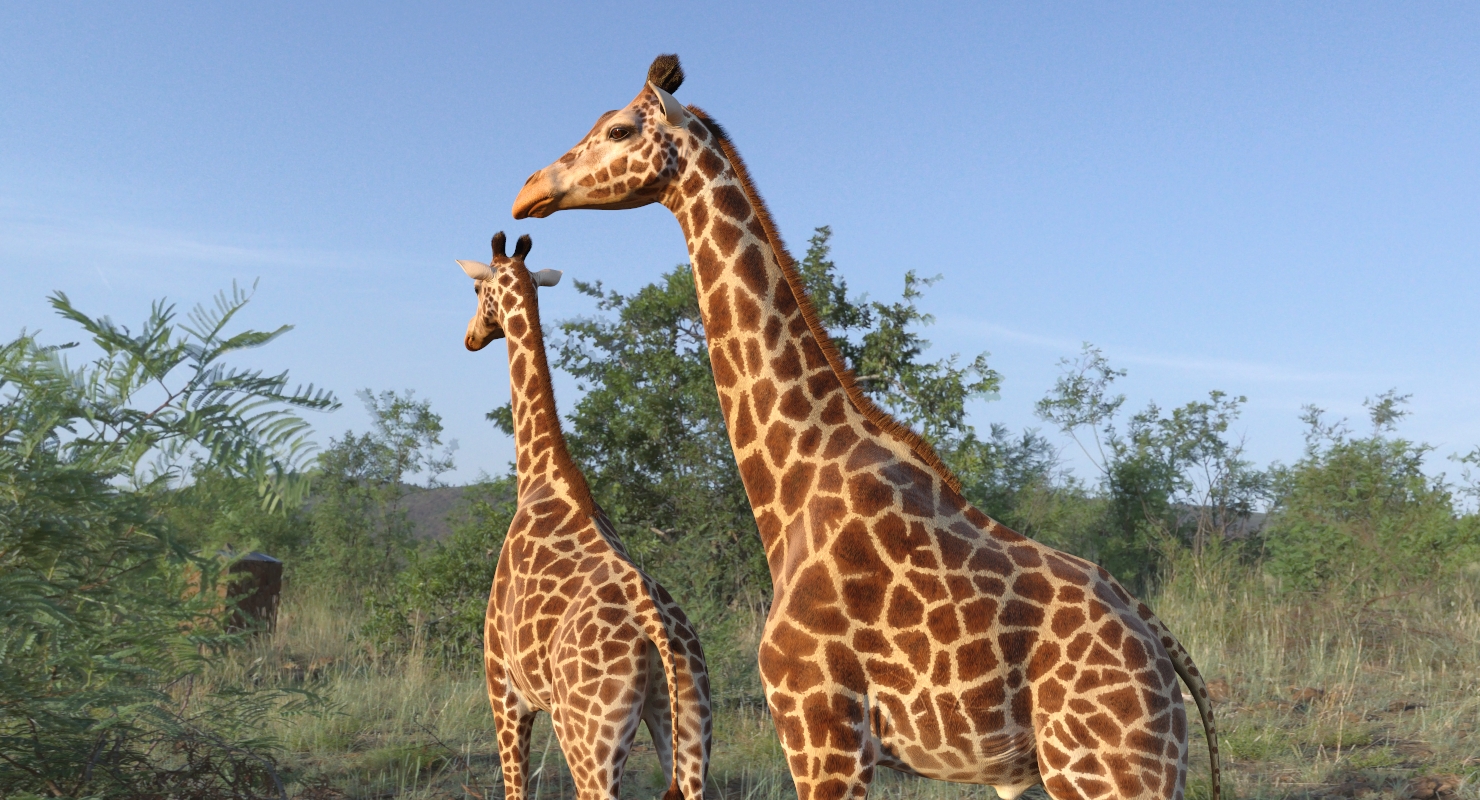 African Giraffe Fur 3D model