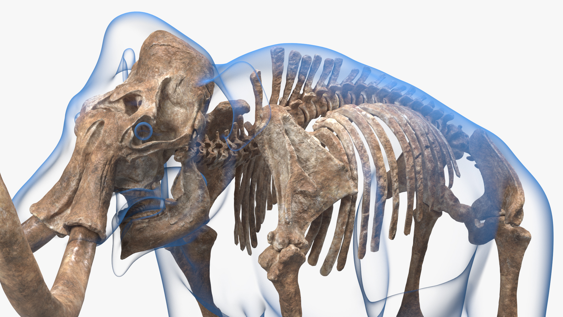 Adult Mammoth Old Skeleton Shell 3D