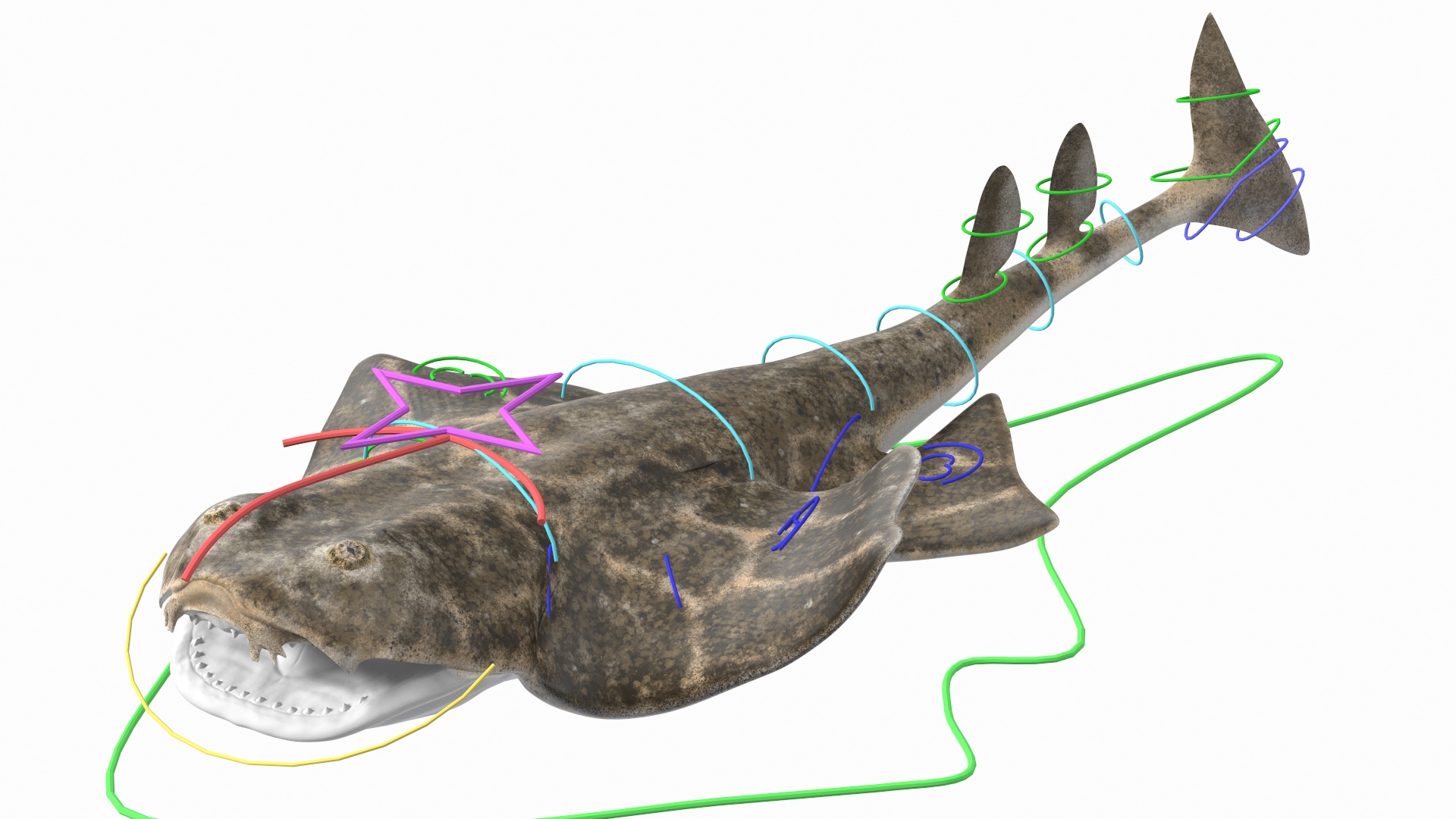 3D Angel Shark Rigged model