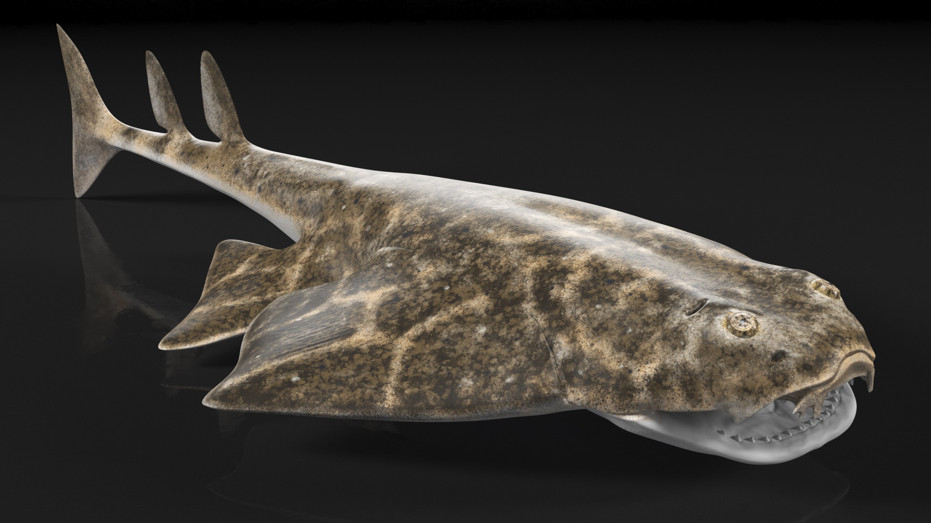 3D Angel Shark Rigged model