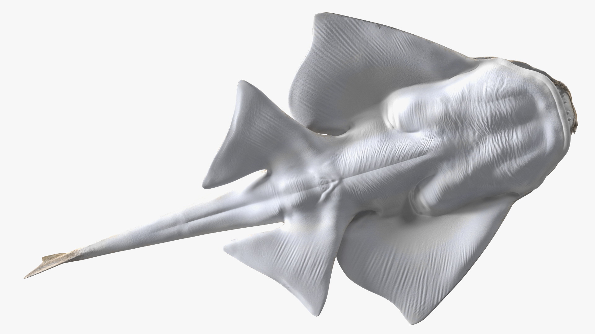 3D Angel Shark Rigged model