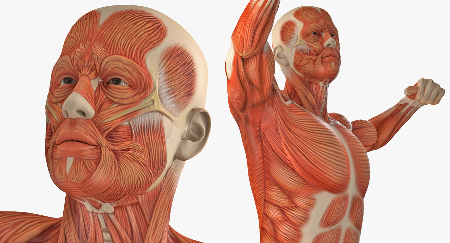 3D model Male Muscular System in Bodybuilder Pose