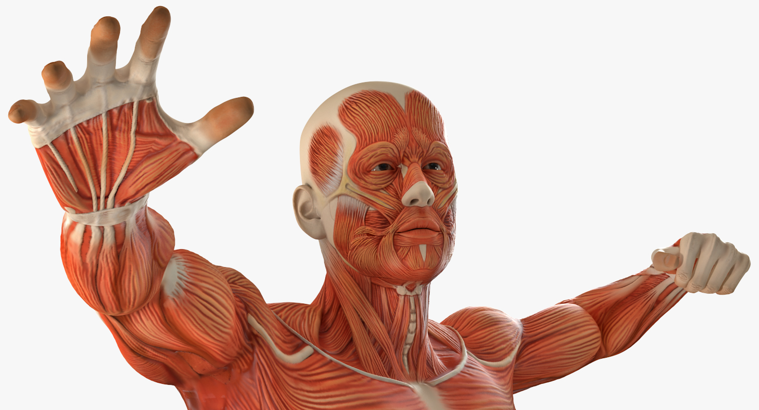 3D model Male Muscular System in Bodybuilder Pose