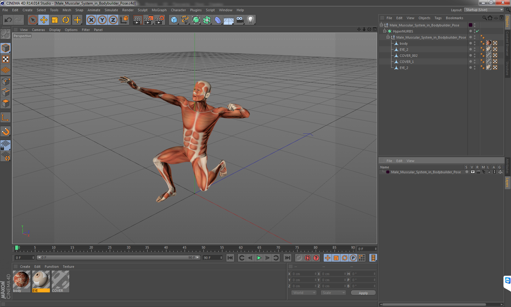 3D model Male Muscular System in Bodybuilder Pose