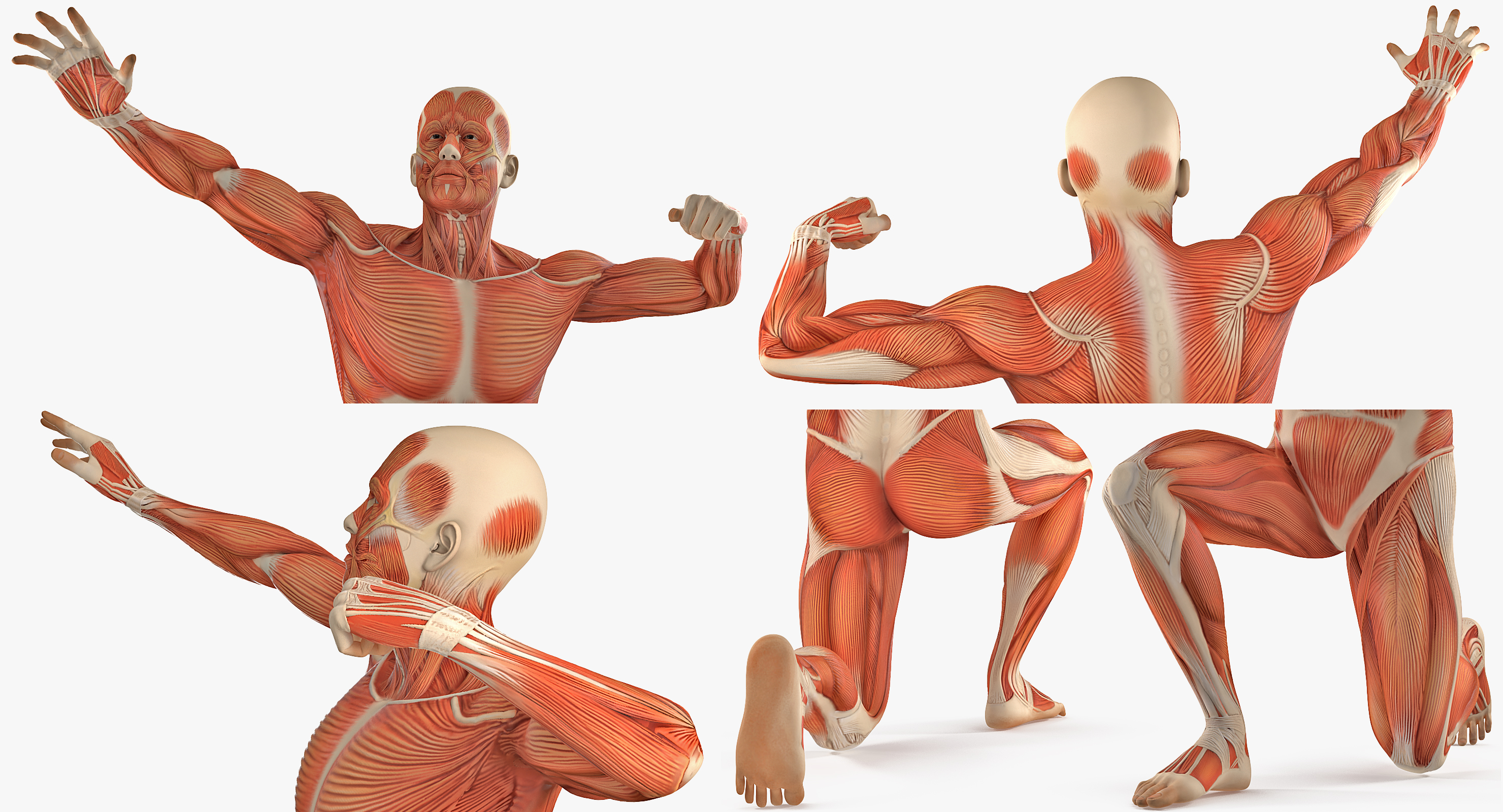 3D model Male Muscular System in Bodybuilder Pose