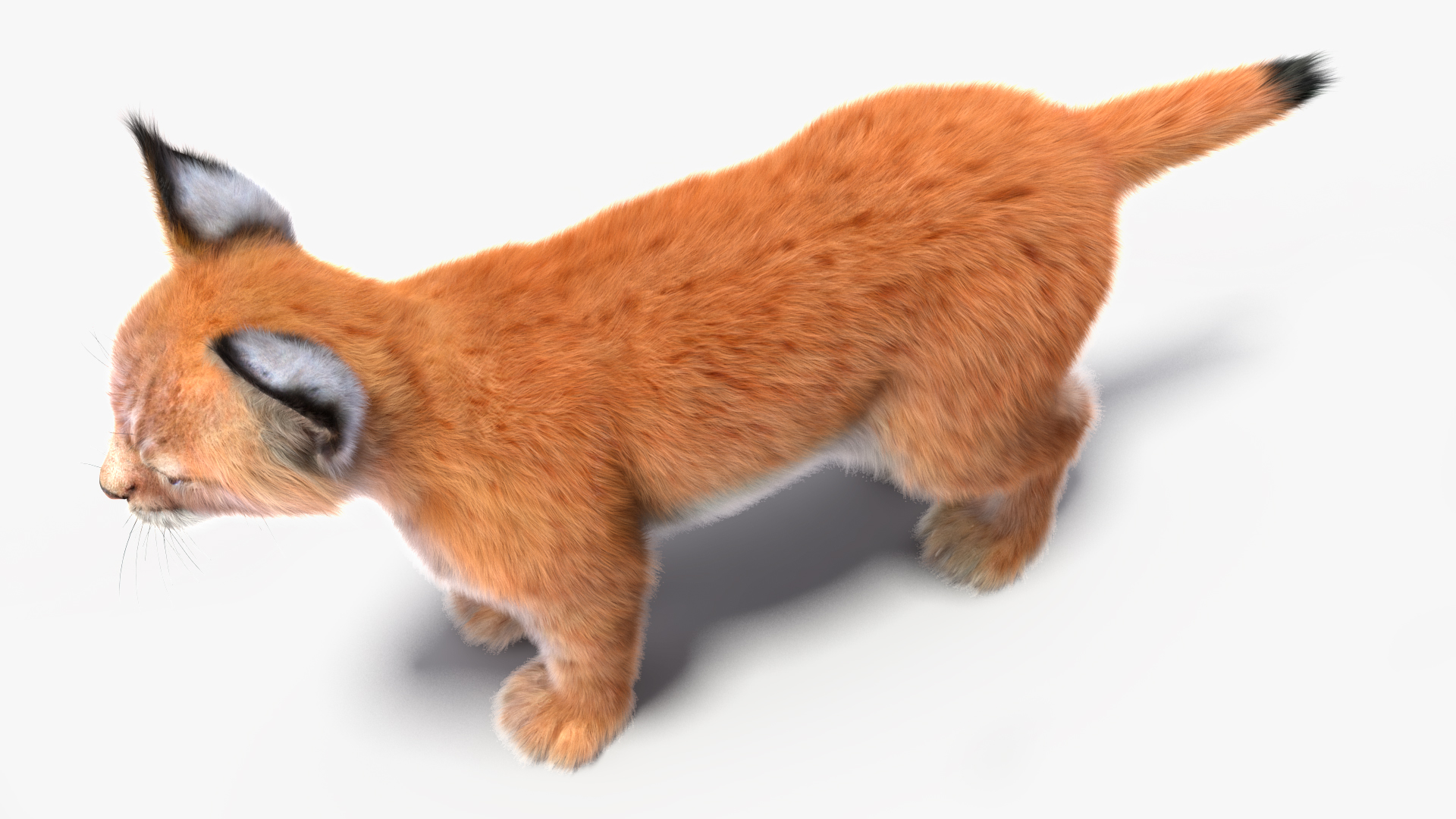 Lynx Cub Fur 3D