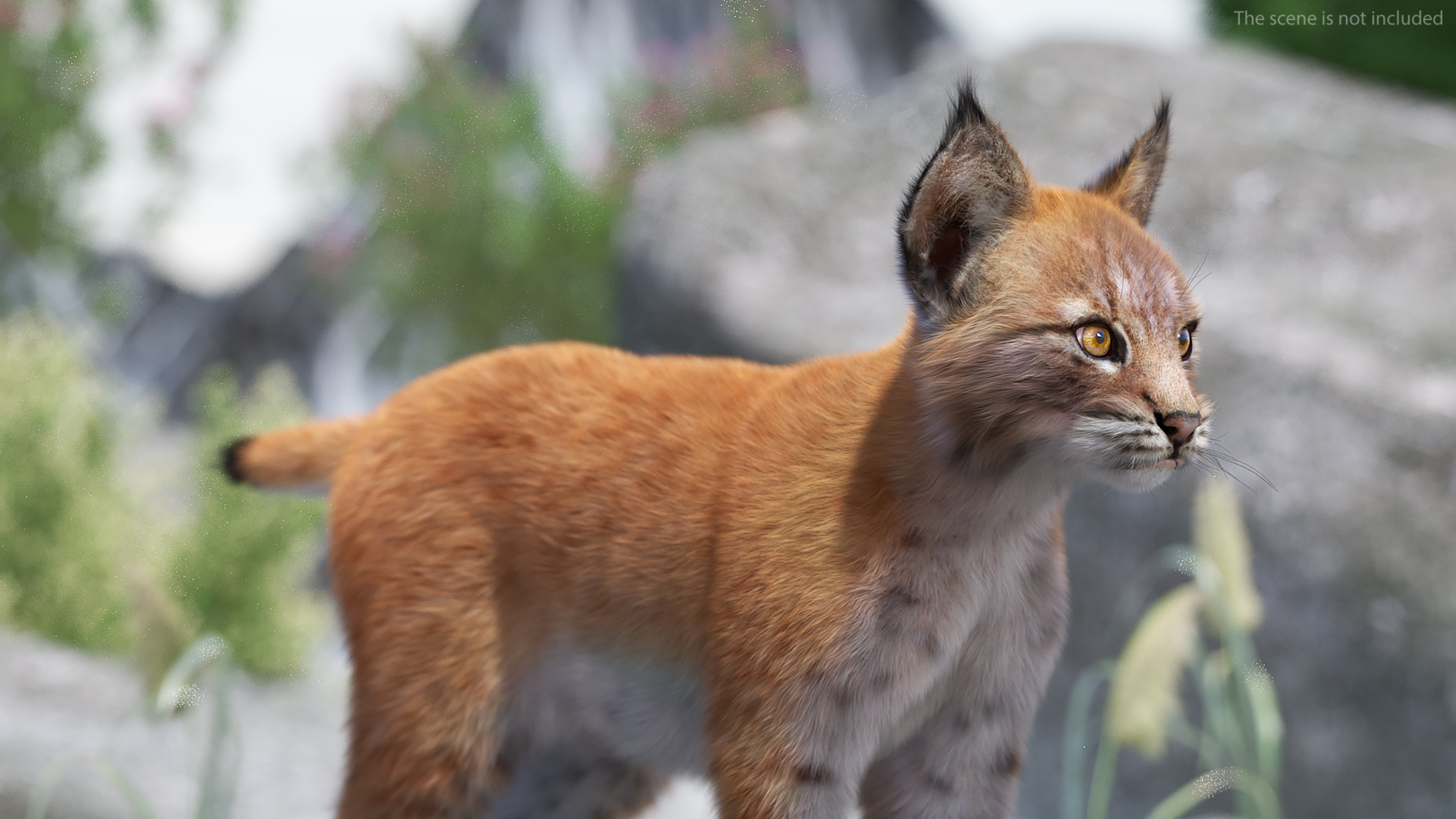 Lynx Cub Fur 3D