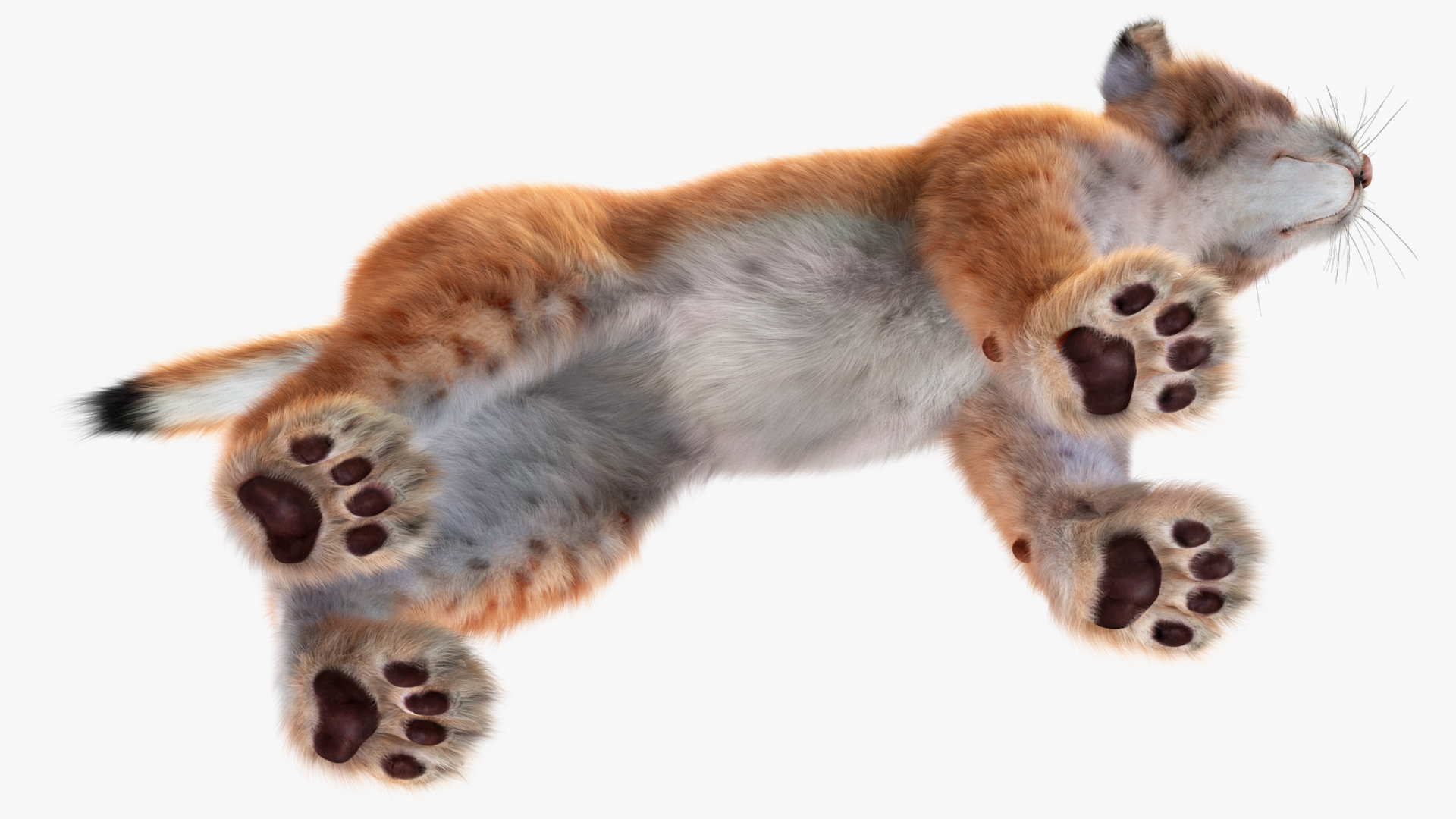 Lynx Cub Fur 3D