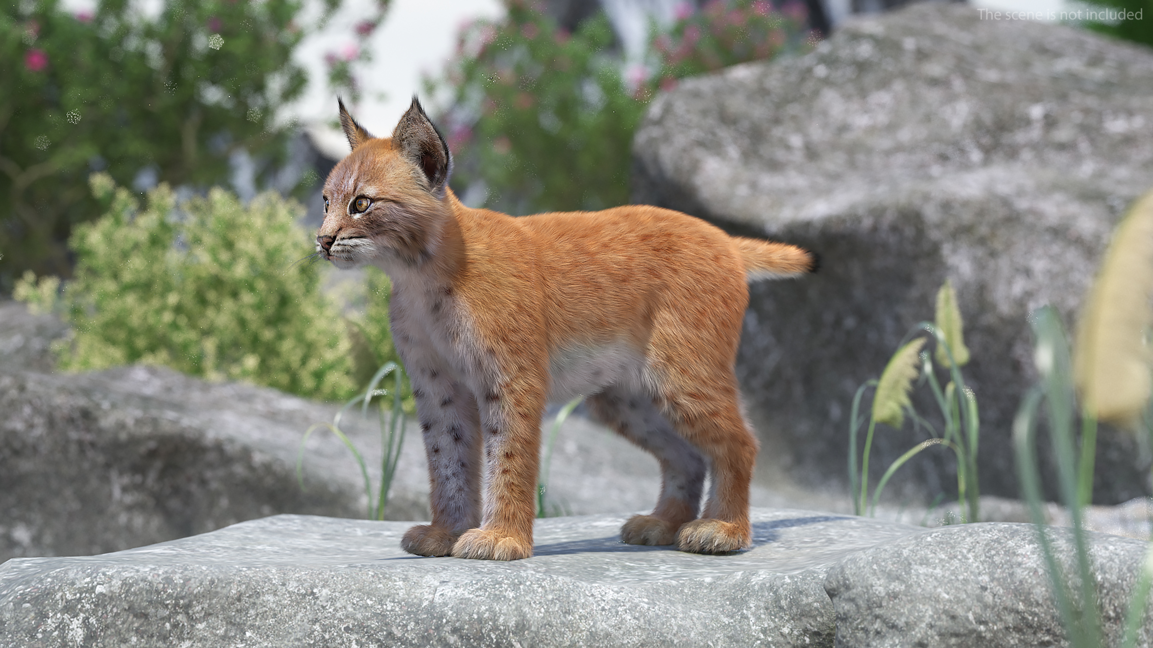 Lynx Cub Fur 3D