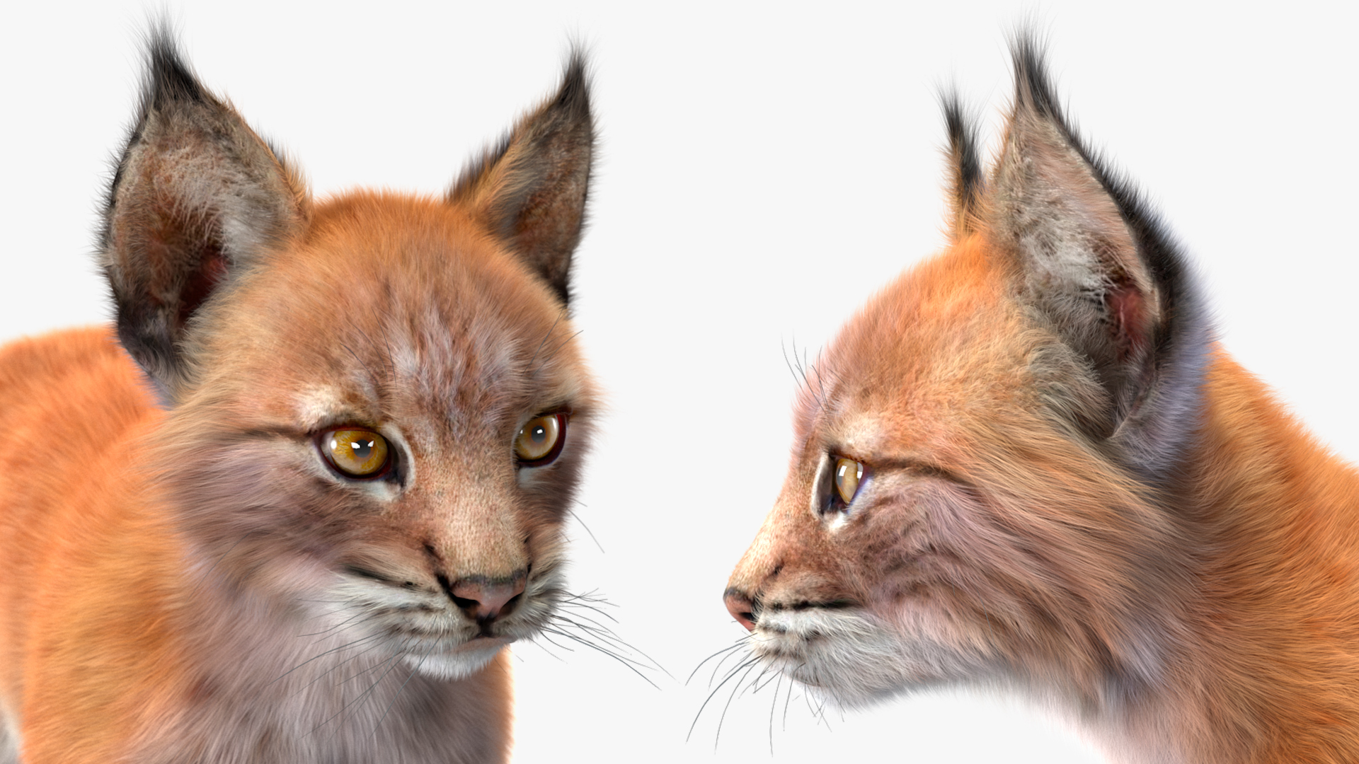 Lynx Cub Fur 3D