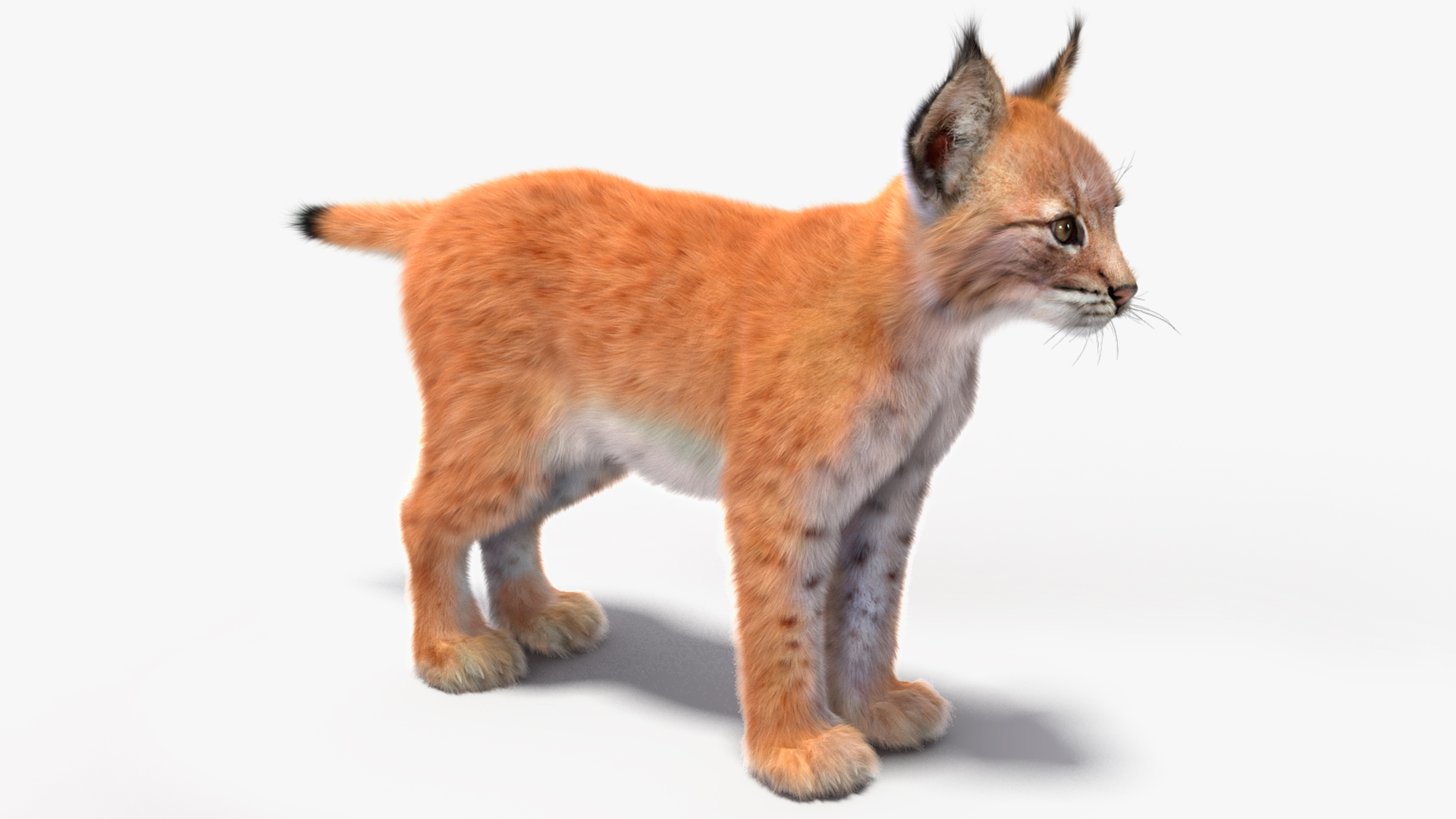 Lynx Cub Fur 3D