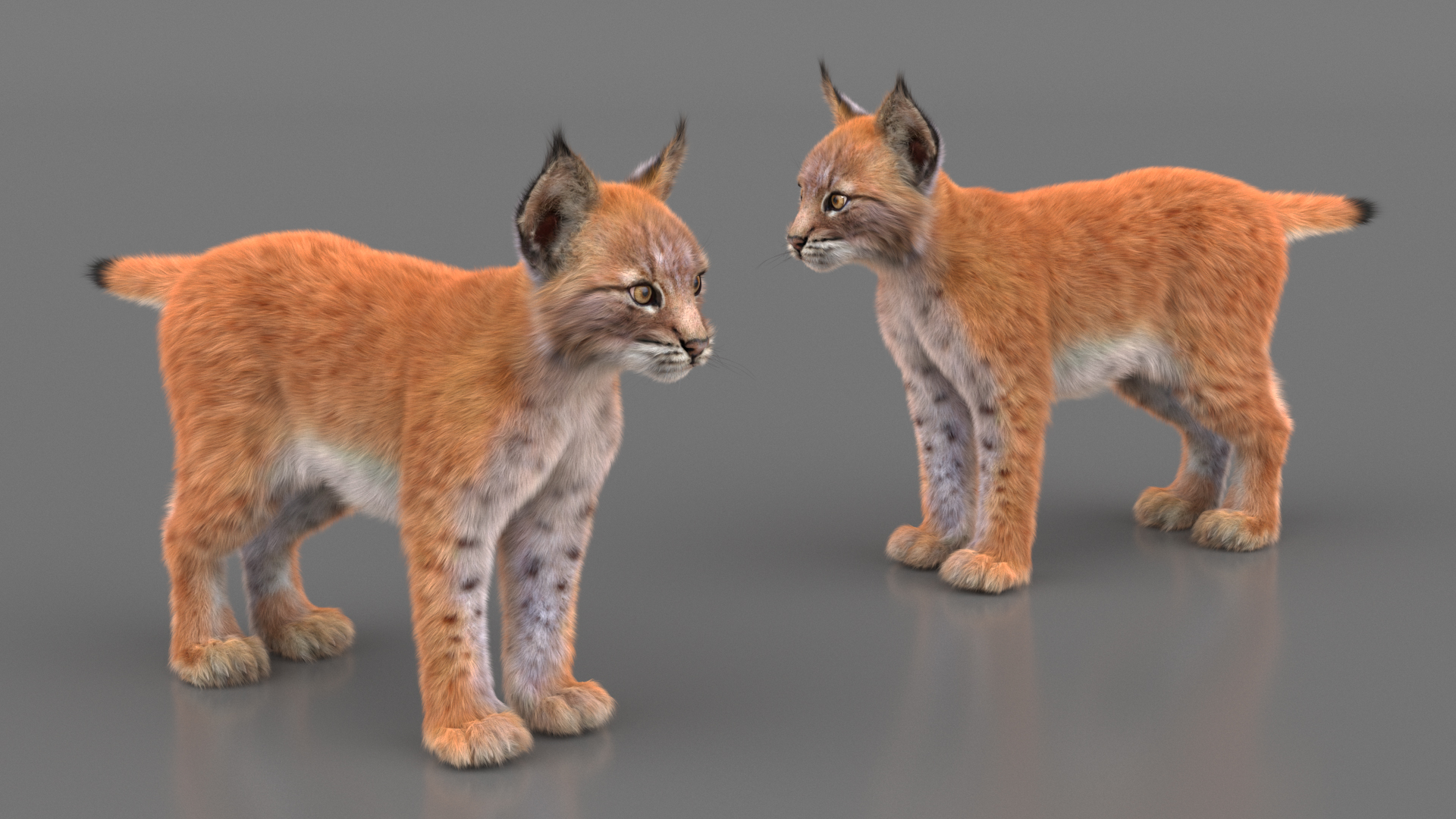 Lynx Cub Fur 3D