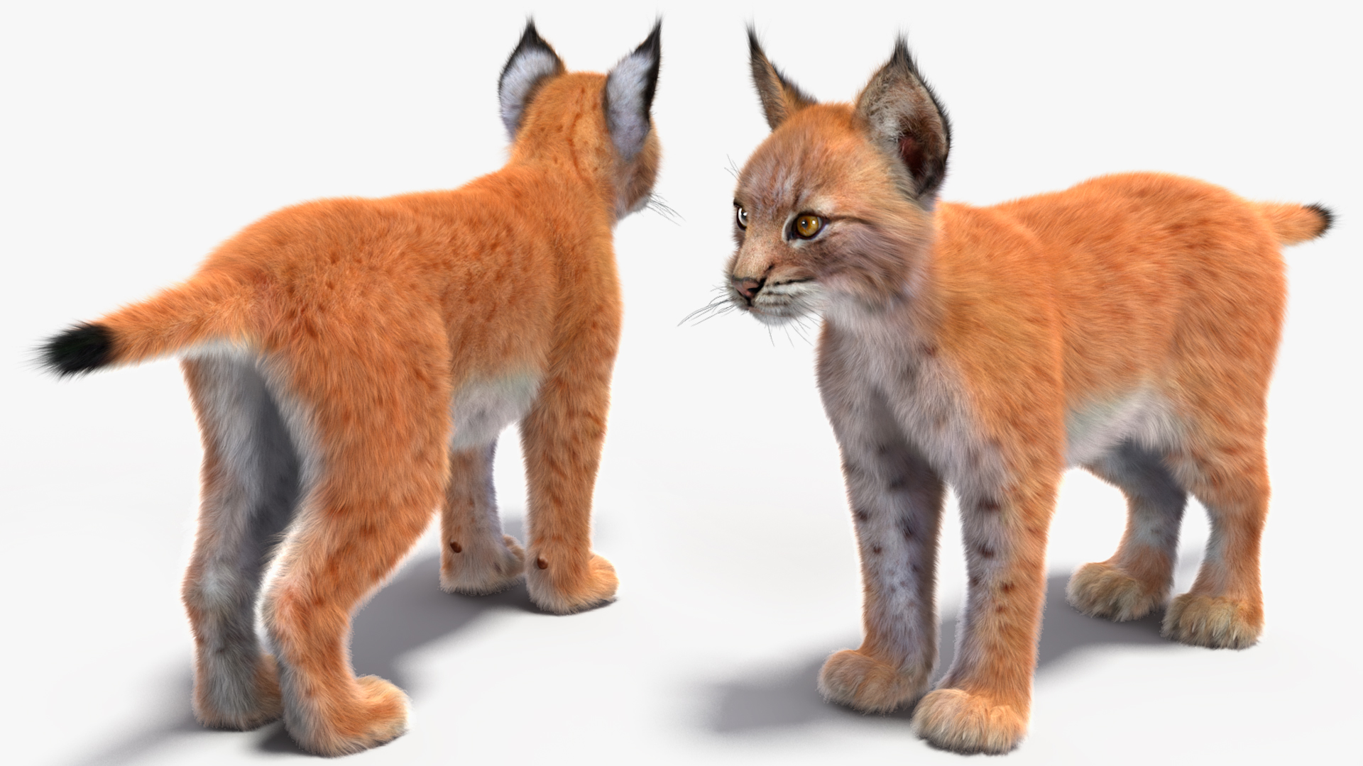 Lynx Cub Fur 3D