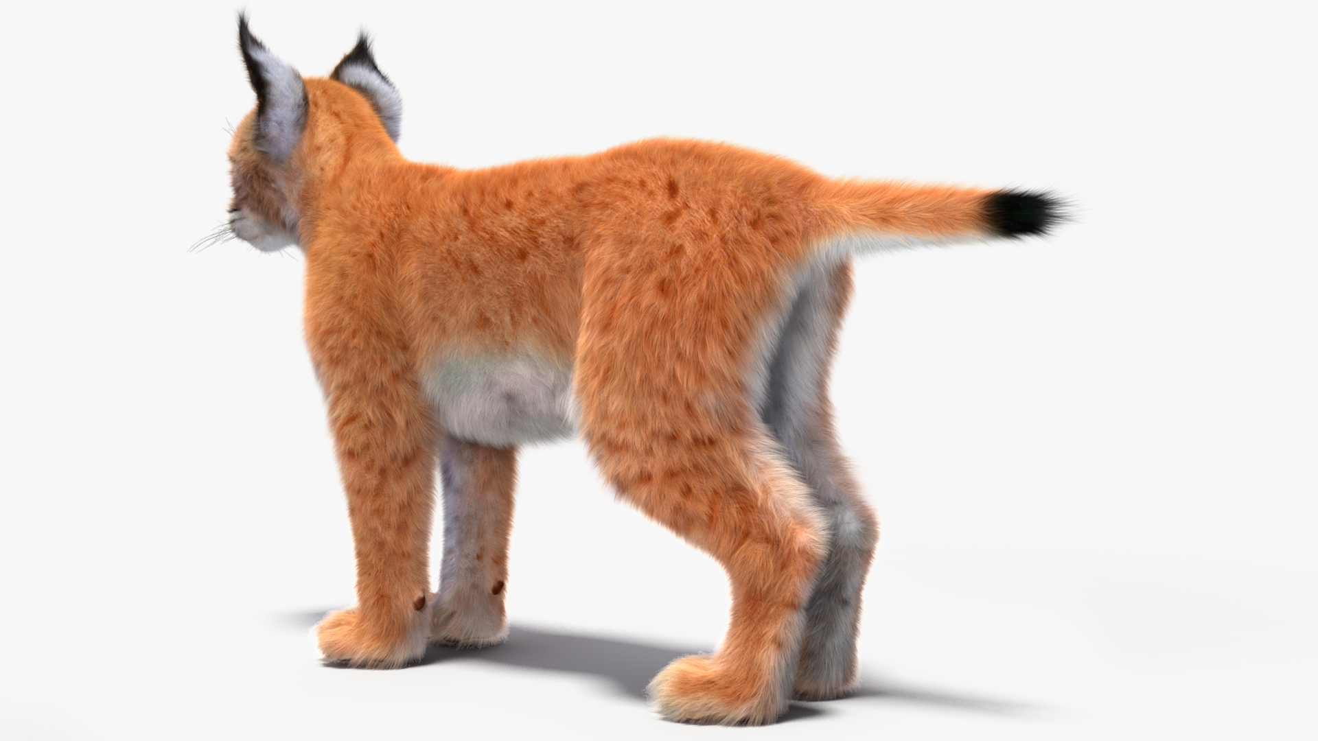 Lynx Cub Fur 3D