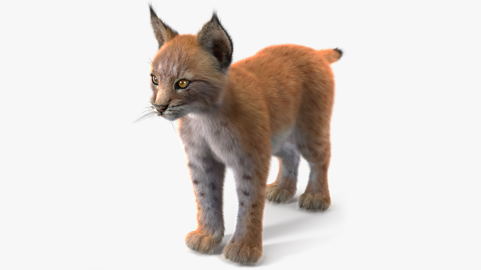 Lynx Cub Fur 3D