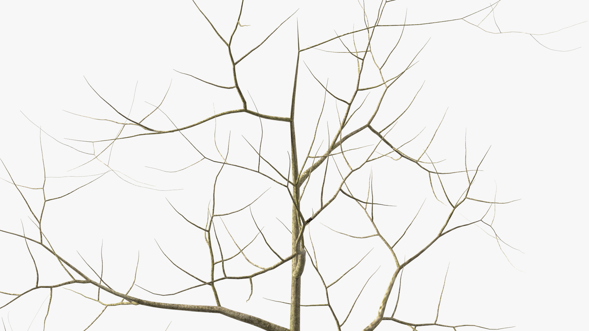 Young White Oak Winter 3D