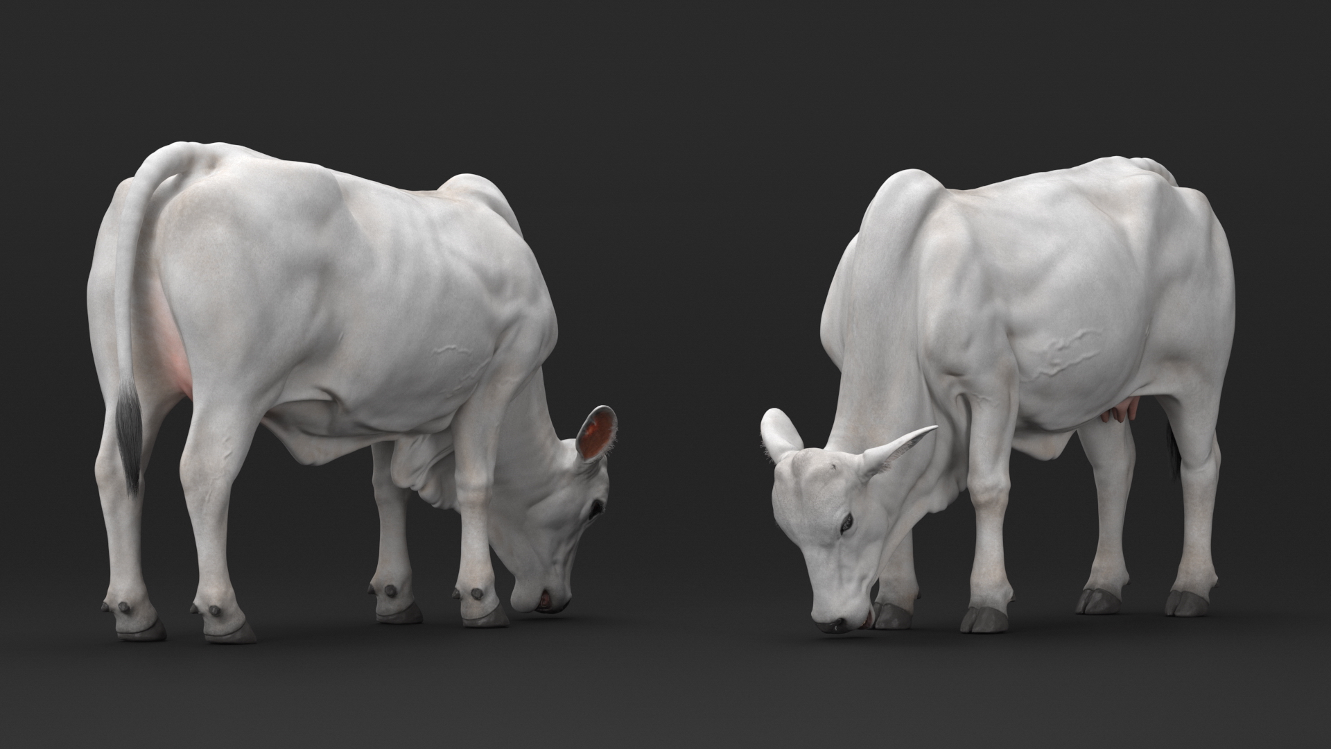 3D Nelore Cow Female Eating Fur model