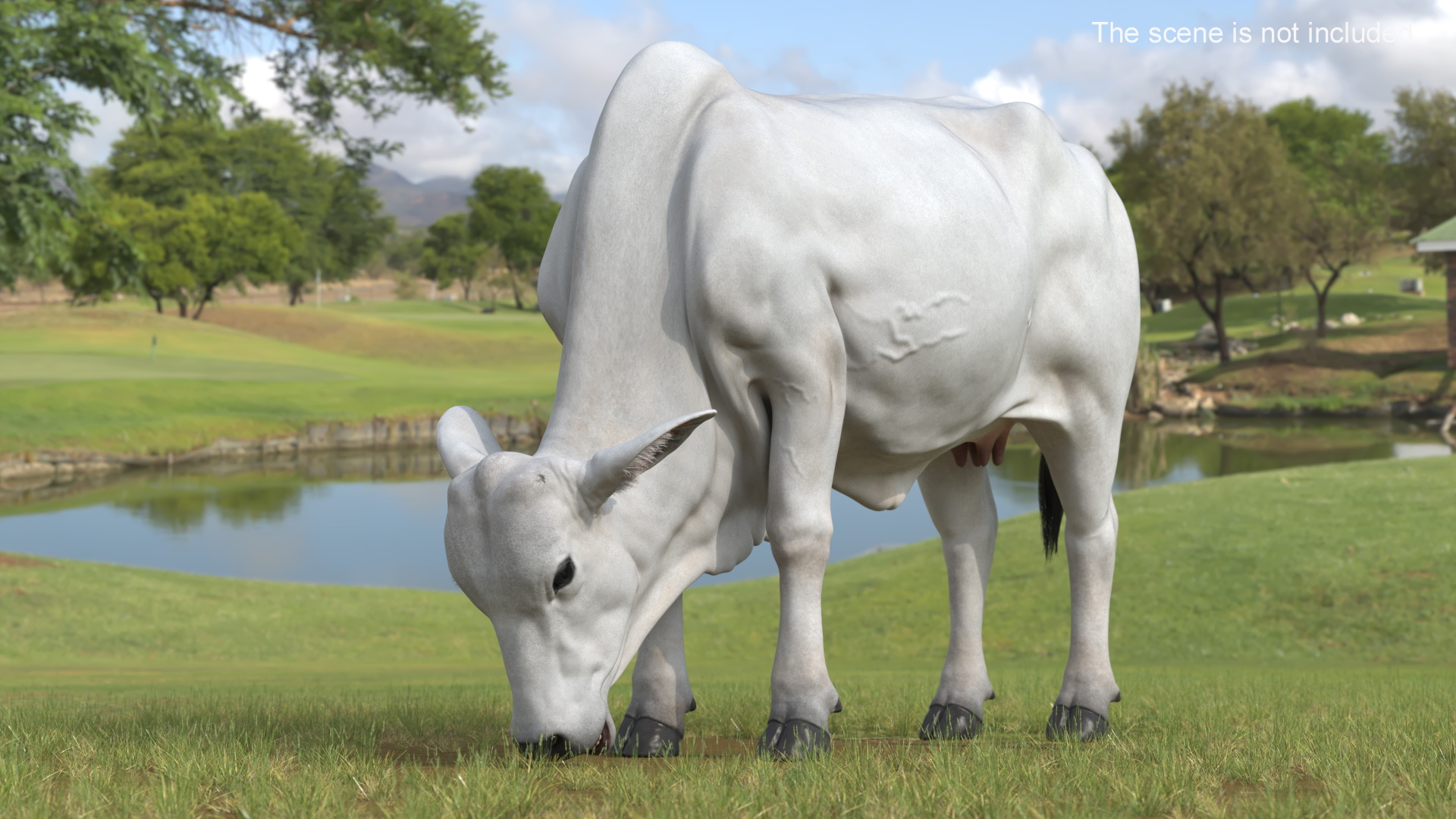 3D Nelore Cow Female Eating Fur model