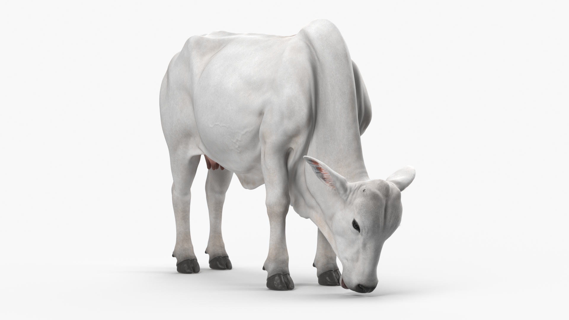 3D Nelore Cow Female Eating Fur model