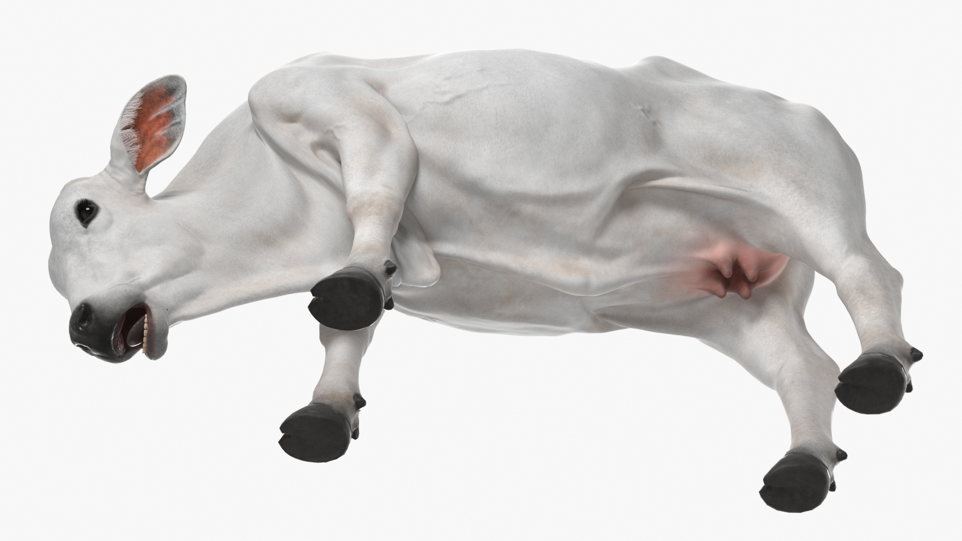 3D Nelore Cow Female Eating Fur model