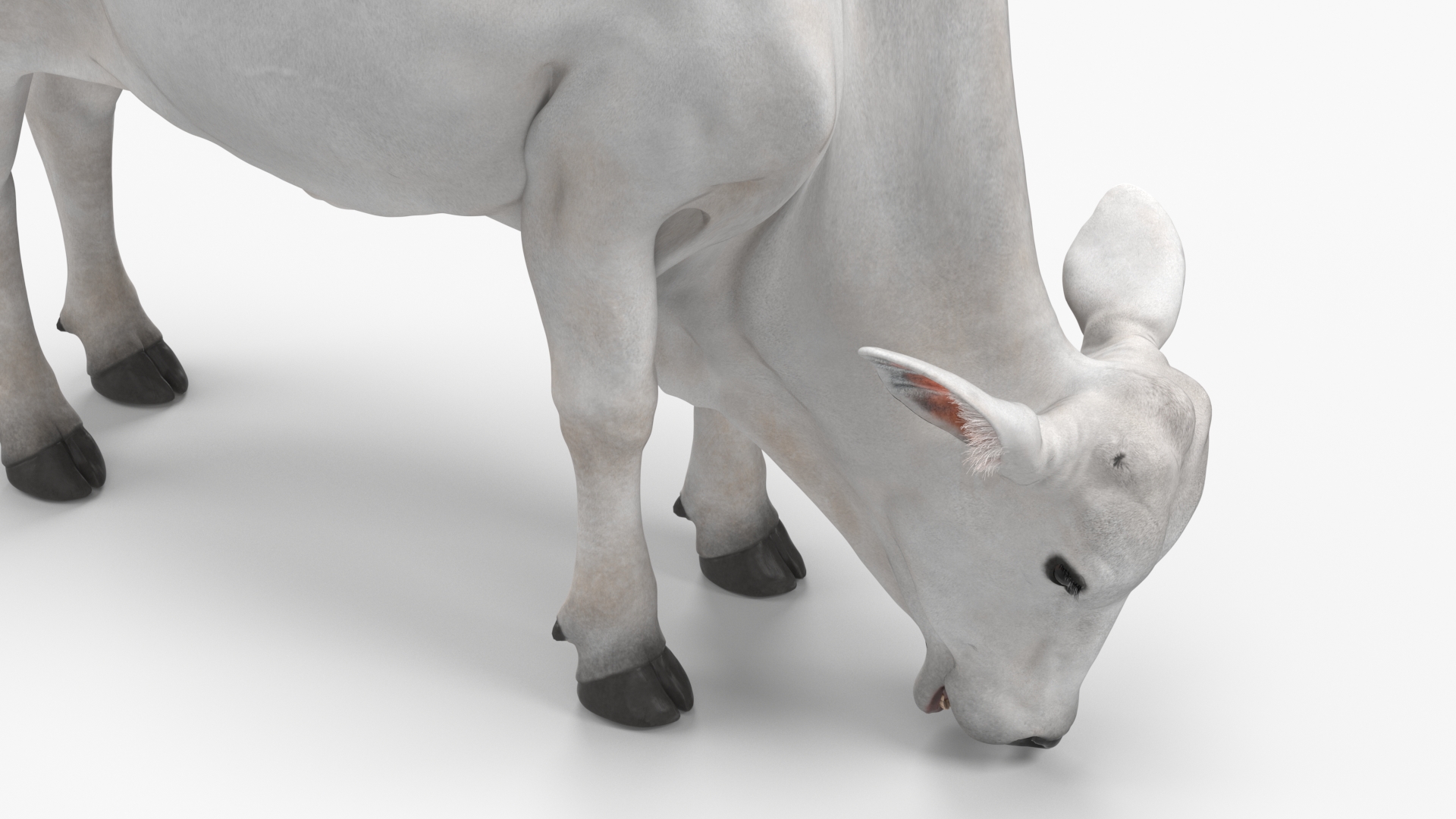 3D Nelore Cow Female Eating Fur model