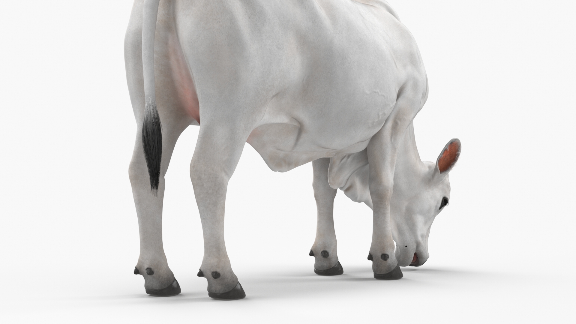 3D Nelore Cow Female Eating Fur model