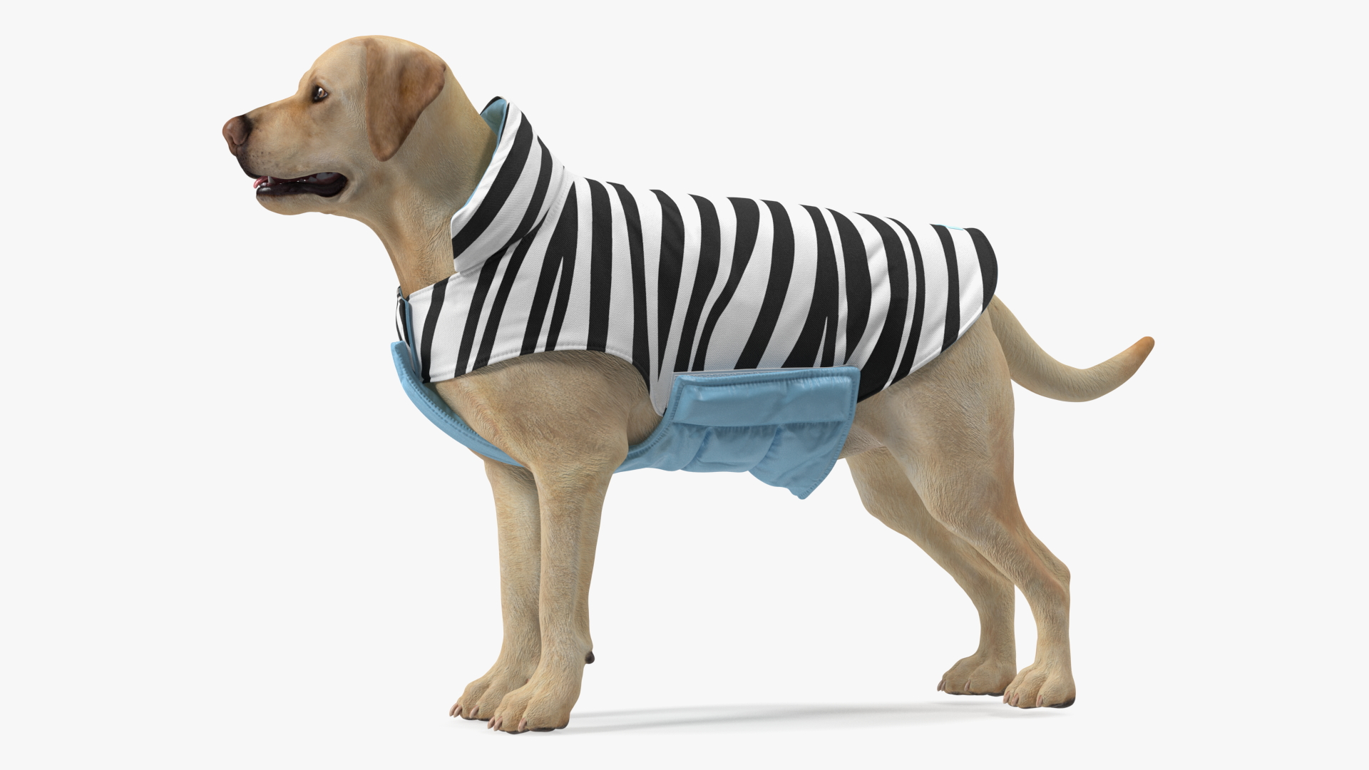 Labrador Wearing Zebra Coat 3D