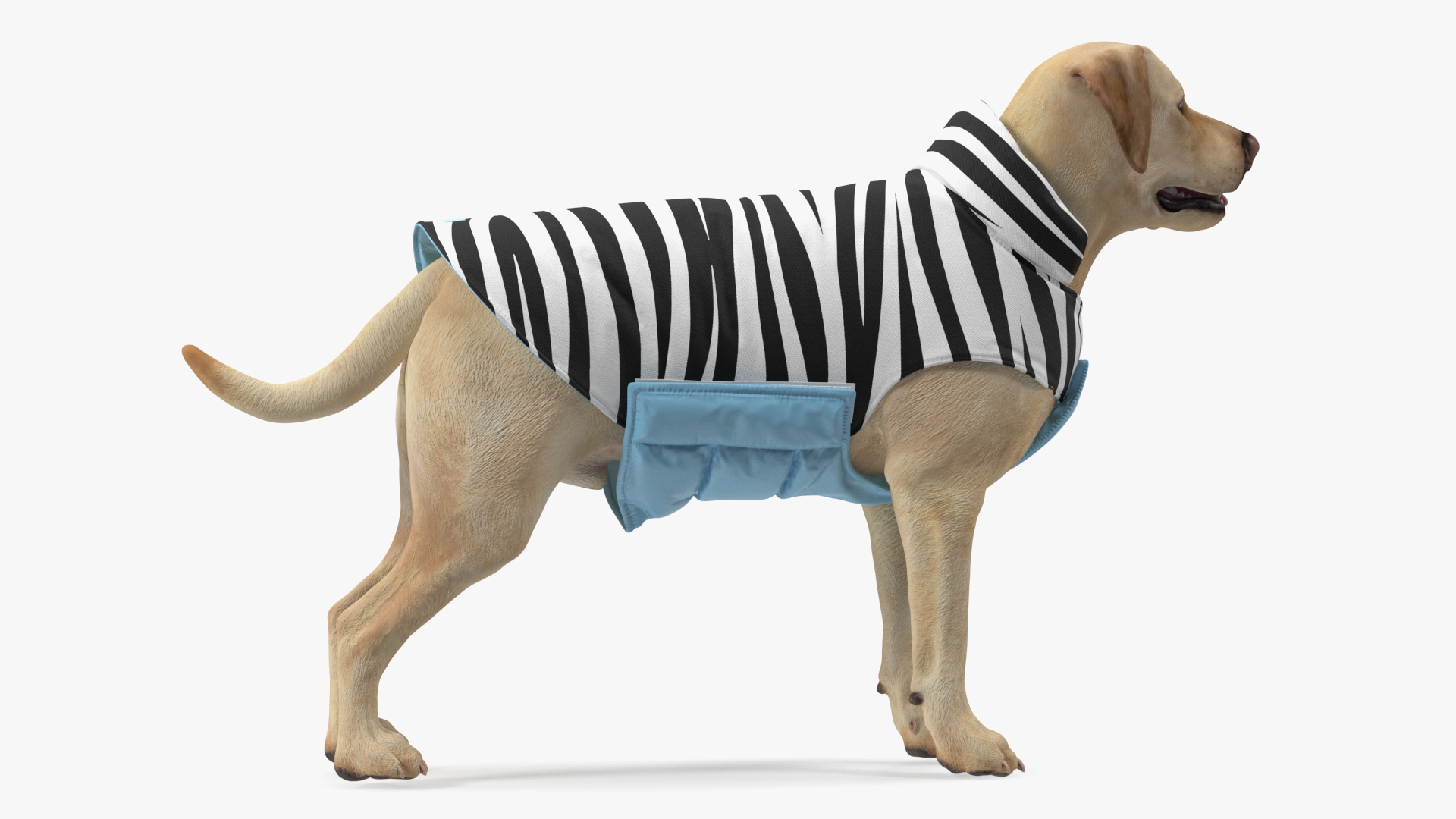 Labrador Wearing Zebra Coat 3D