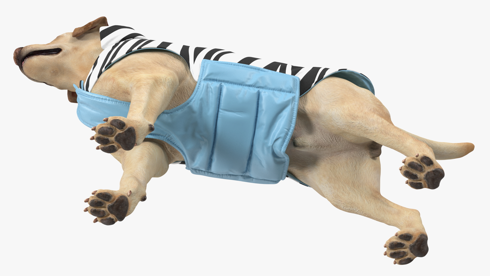 Labrador Wearing Zebra Coat 3D