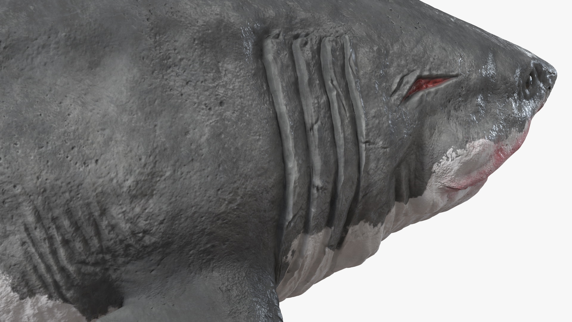 Megalodon 3D model