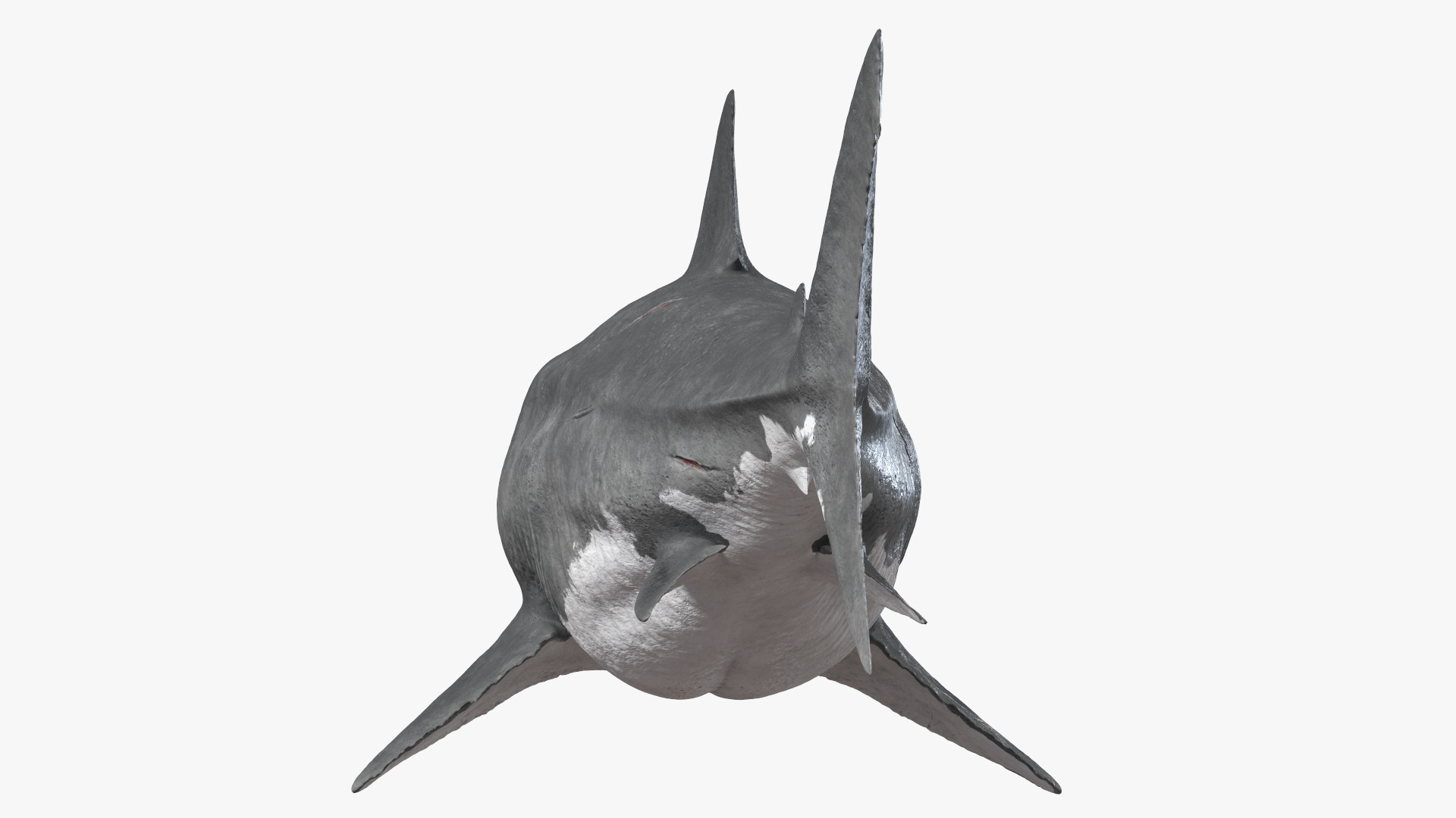 Megalodon 3D model